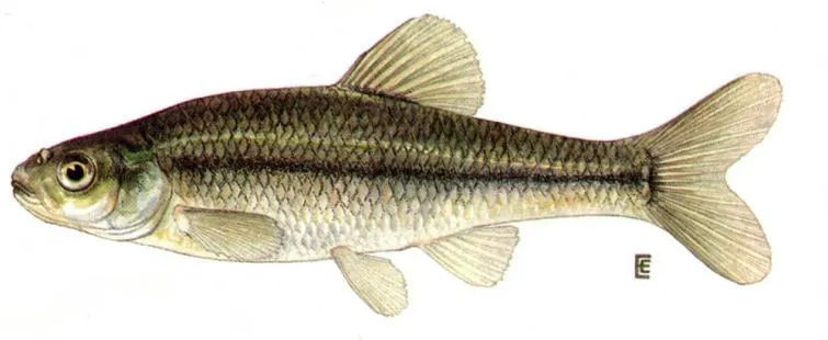 Baitfish