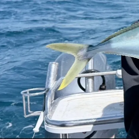 The most recent Southern yellowtail amberjack catches on Fishbrain