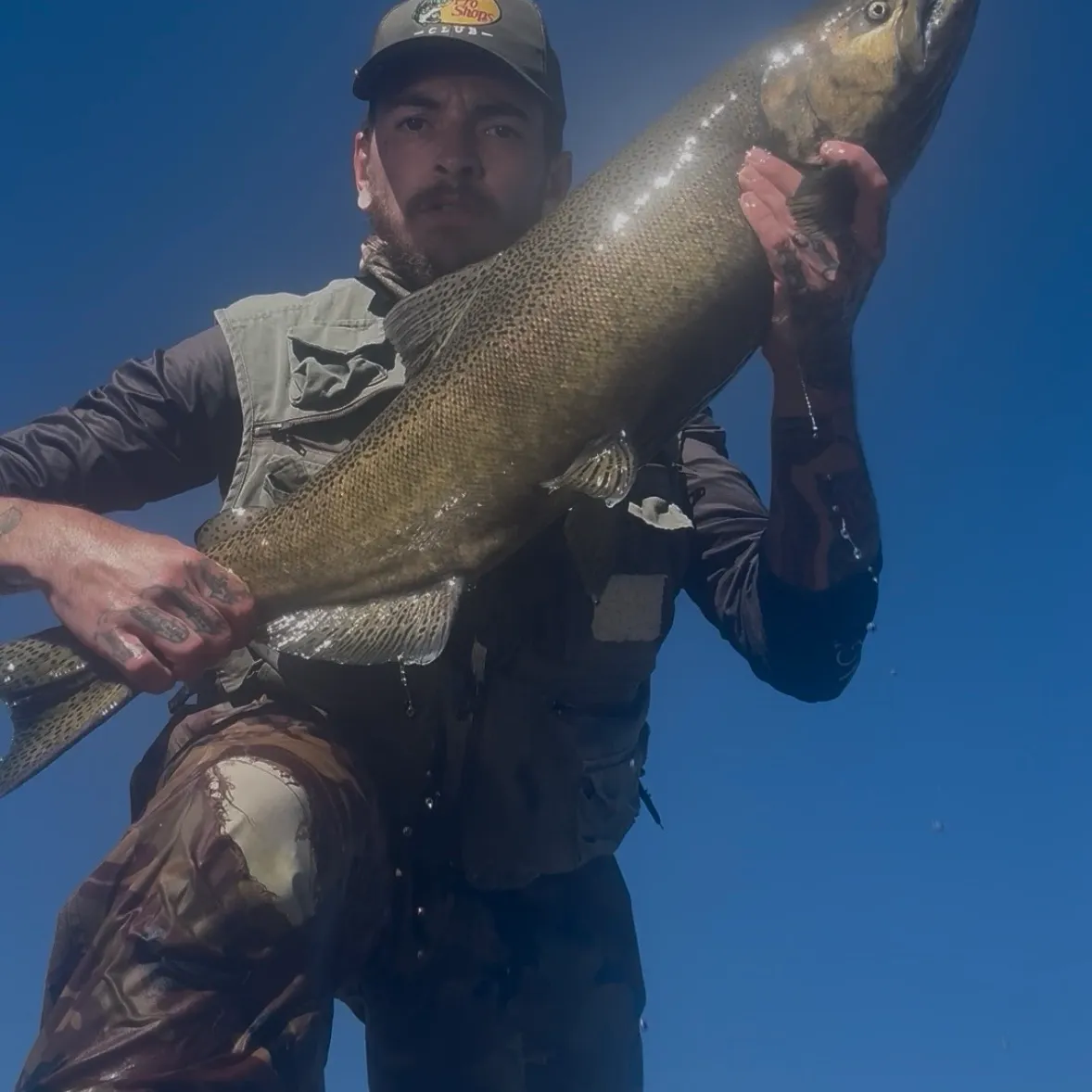 Chinook salmon caught on Fishbrain