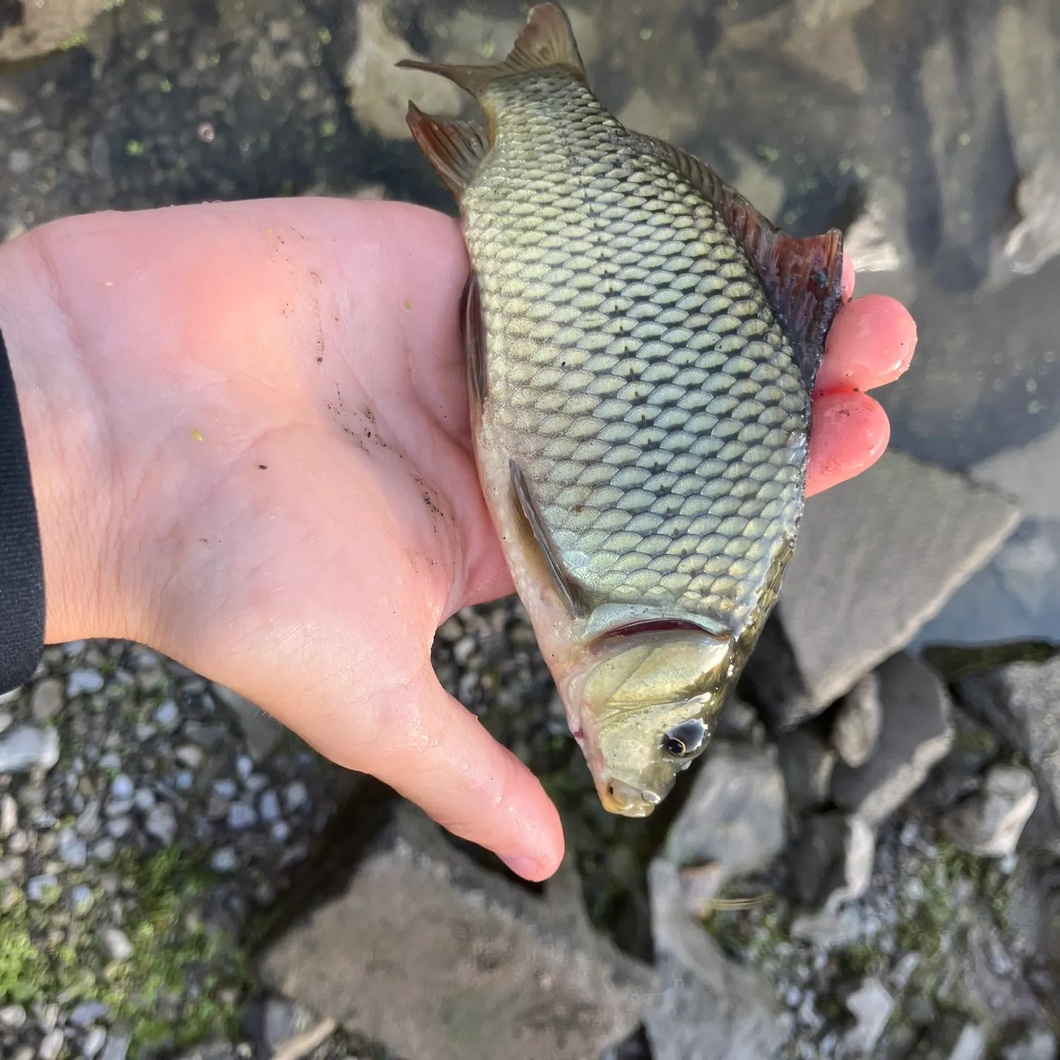 Common carp caught on Fishbrain