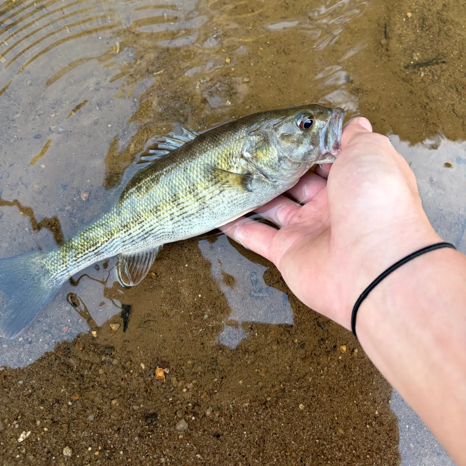 Spotted bass caught on Fishbrain
