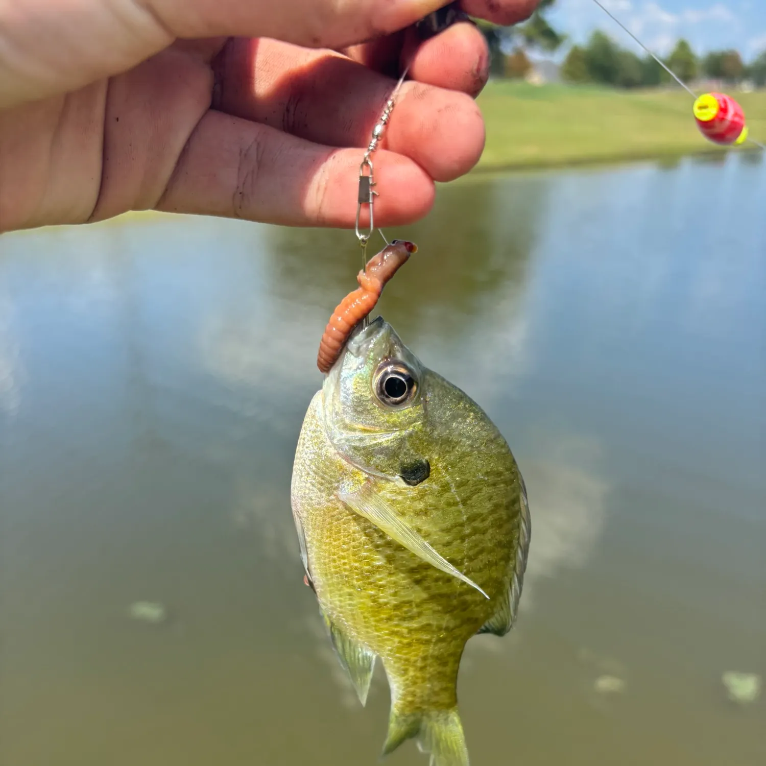 Bluegill caught on Fishbrain