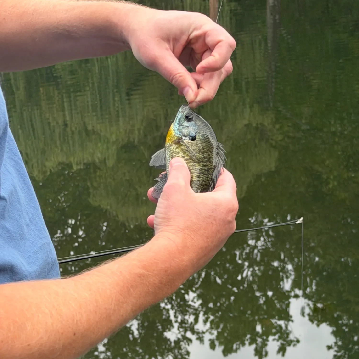 Fish caught on Fishbrain