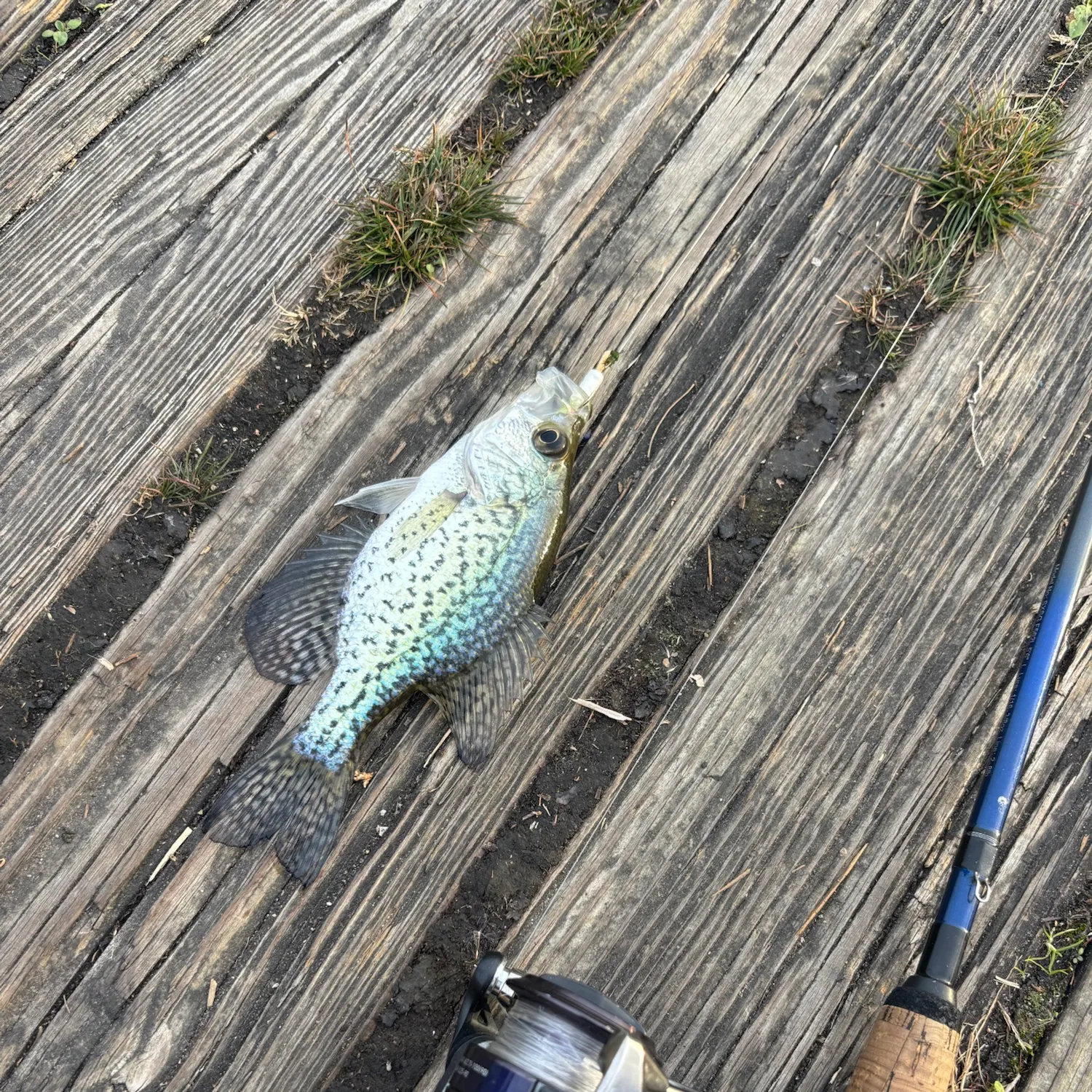 Black crappie caught on Fishbrain