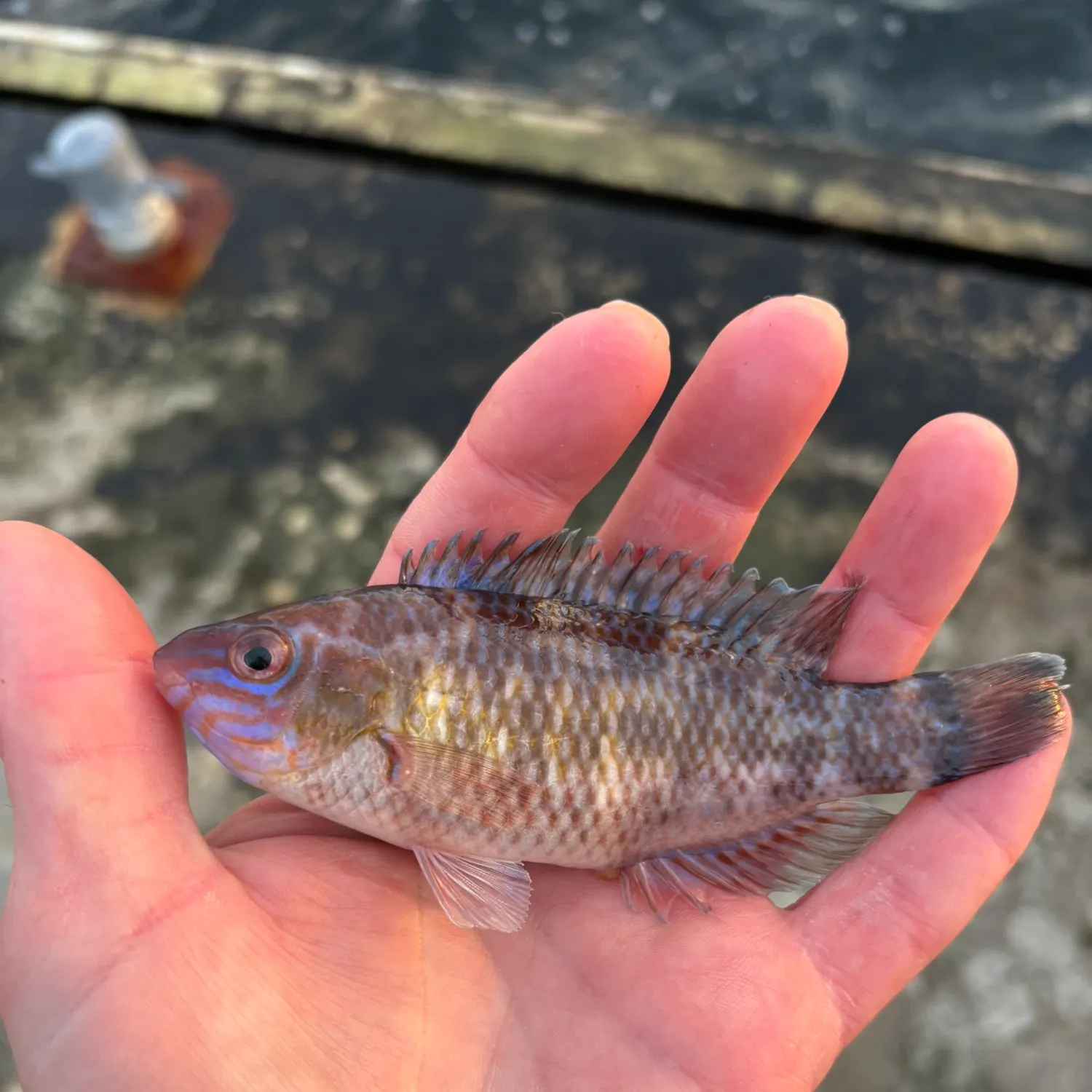 The most recent Rock cook catches on Fishbrain