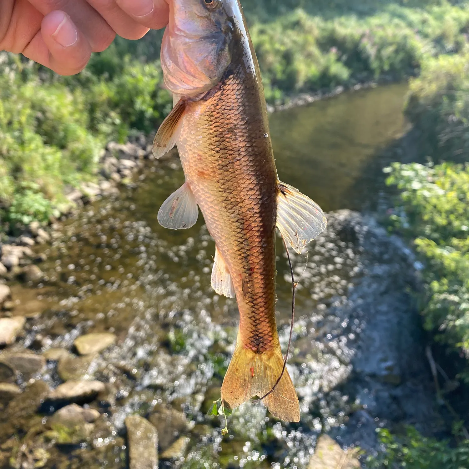 Creek chub caught on Fishbrain