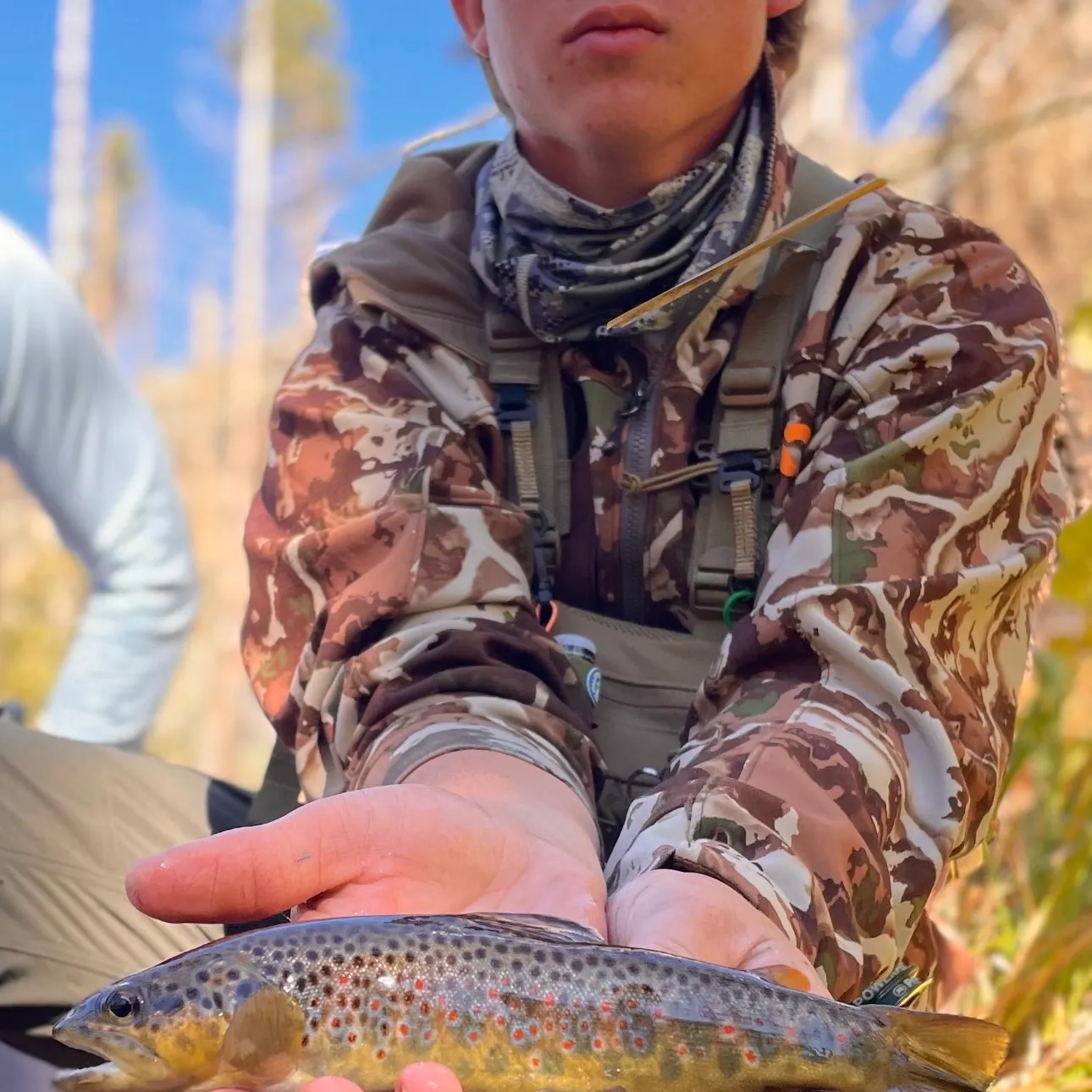 Brown trout caught on Fishbrain