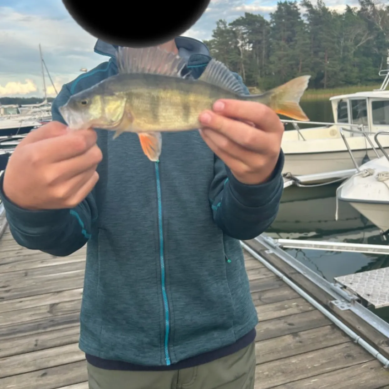 European perch caught on Fishbrain