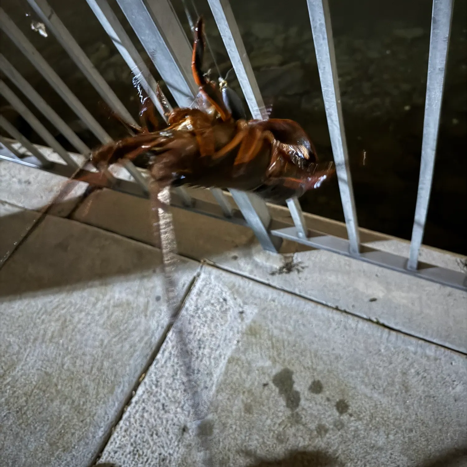 The most recent California spiny lobster catches on Fishbrain