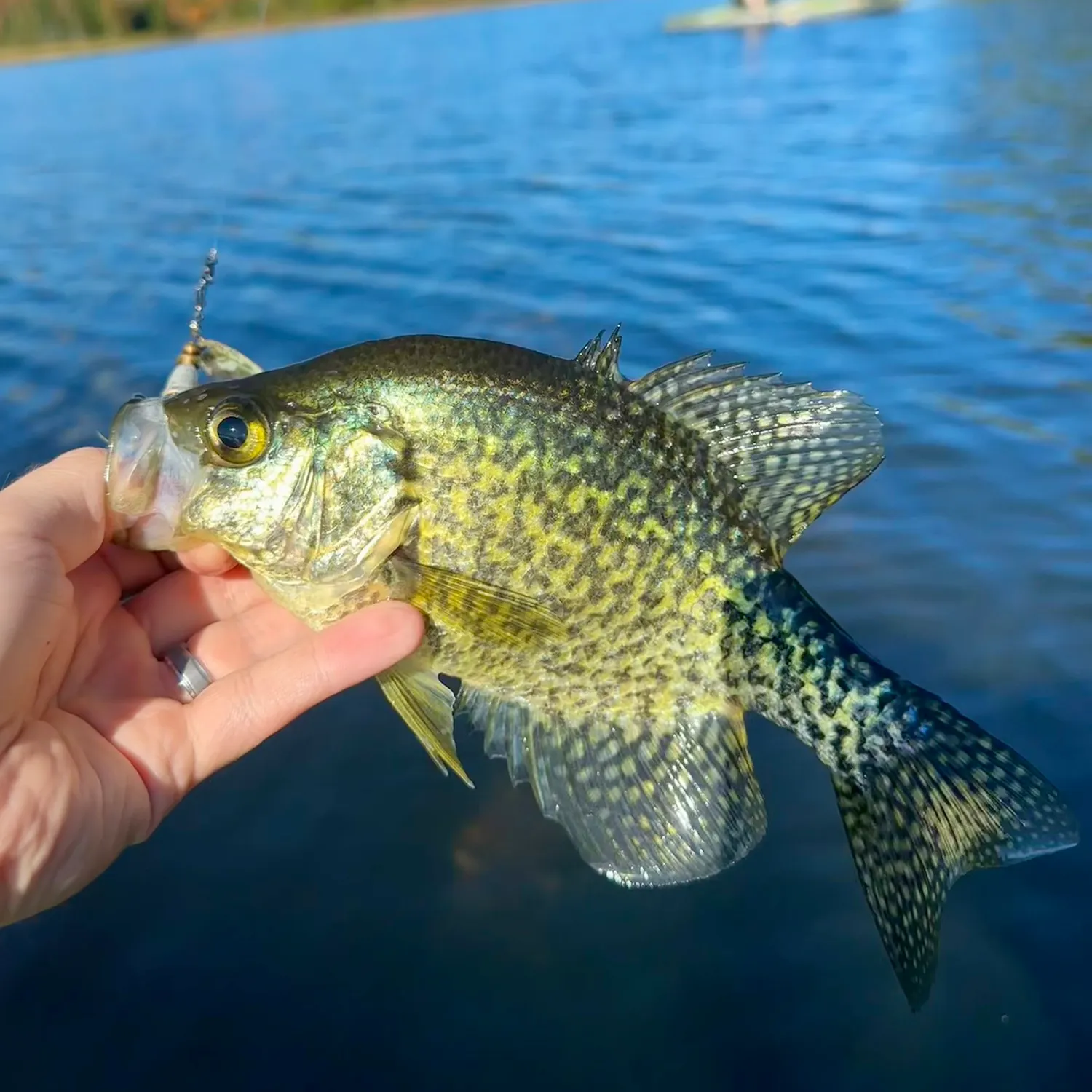 Black crappie caught on Fishbrain