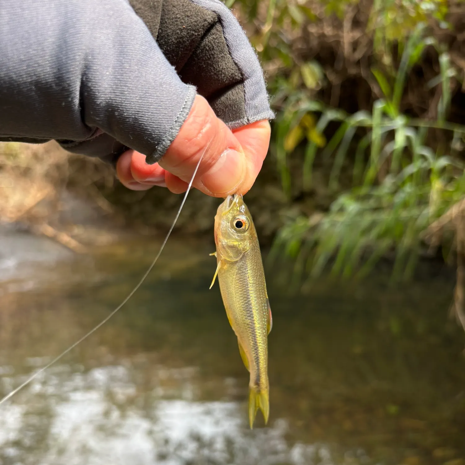 The most recent Dark chub catches on Fishbrain