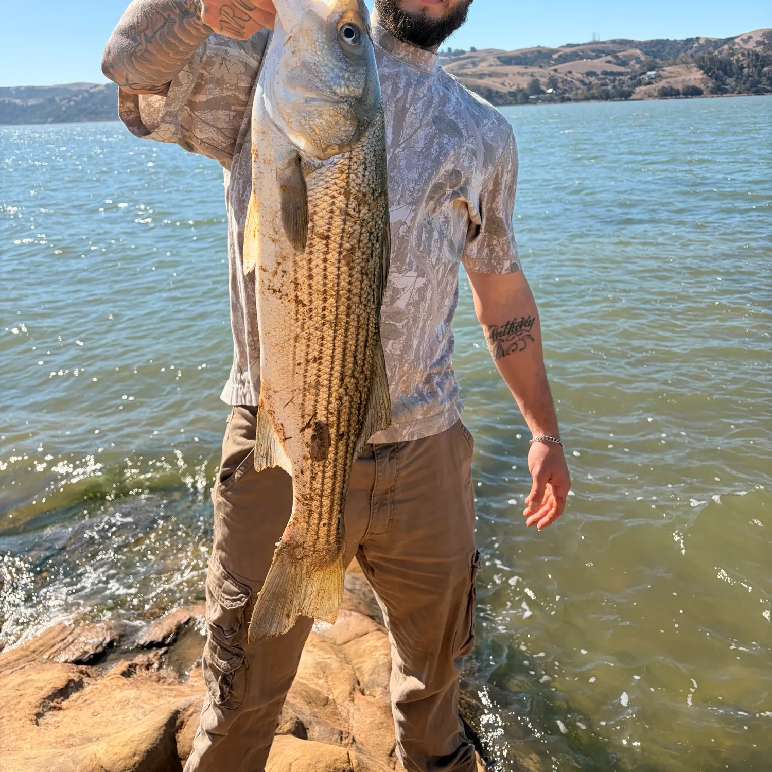 Striped bass caught on Fishbrain