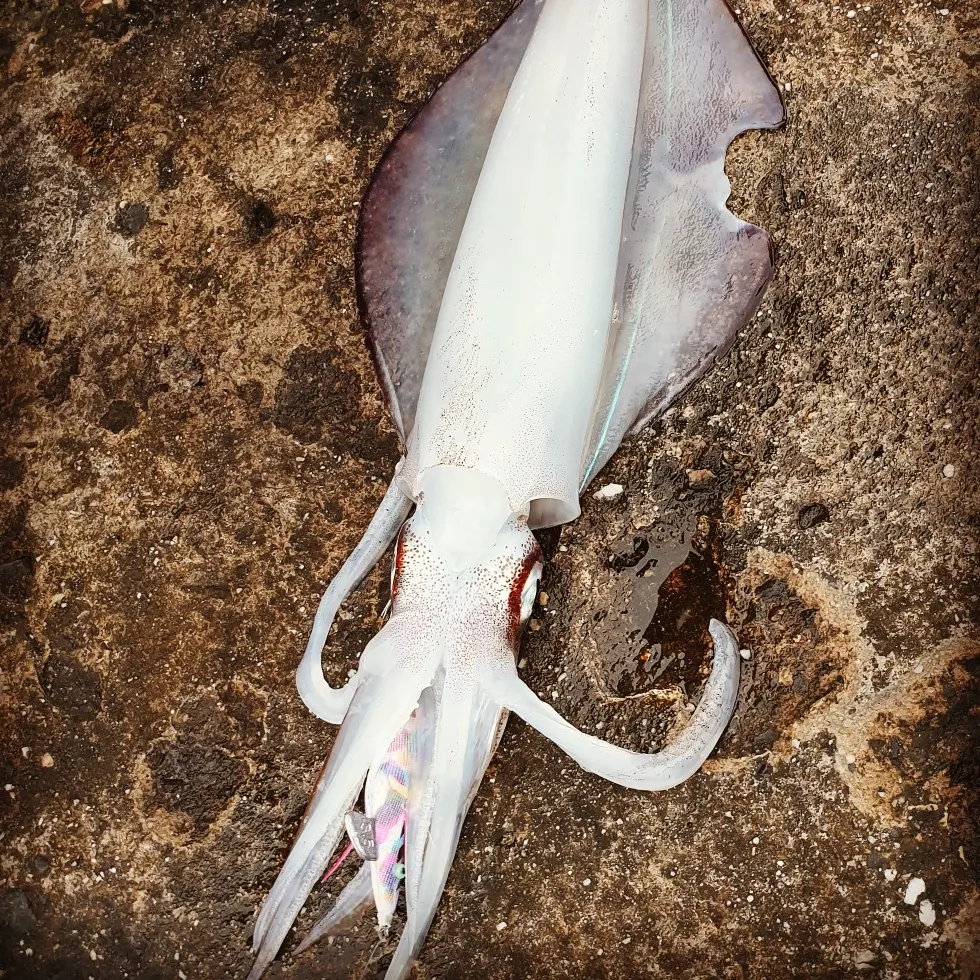 Southern calamari caught on Fishbrain