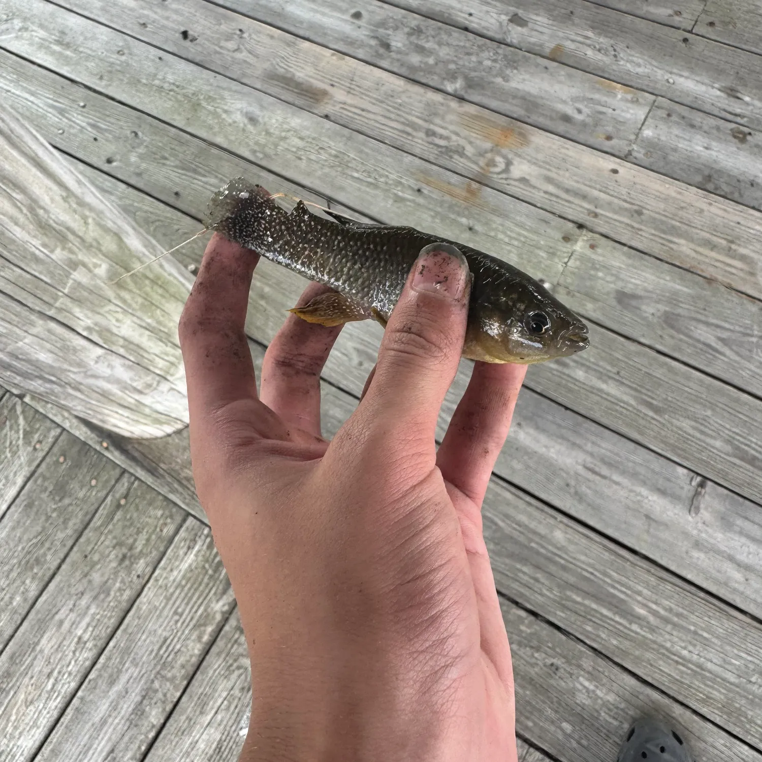 The most recent Mummichog catches on Fishbrain