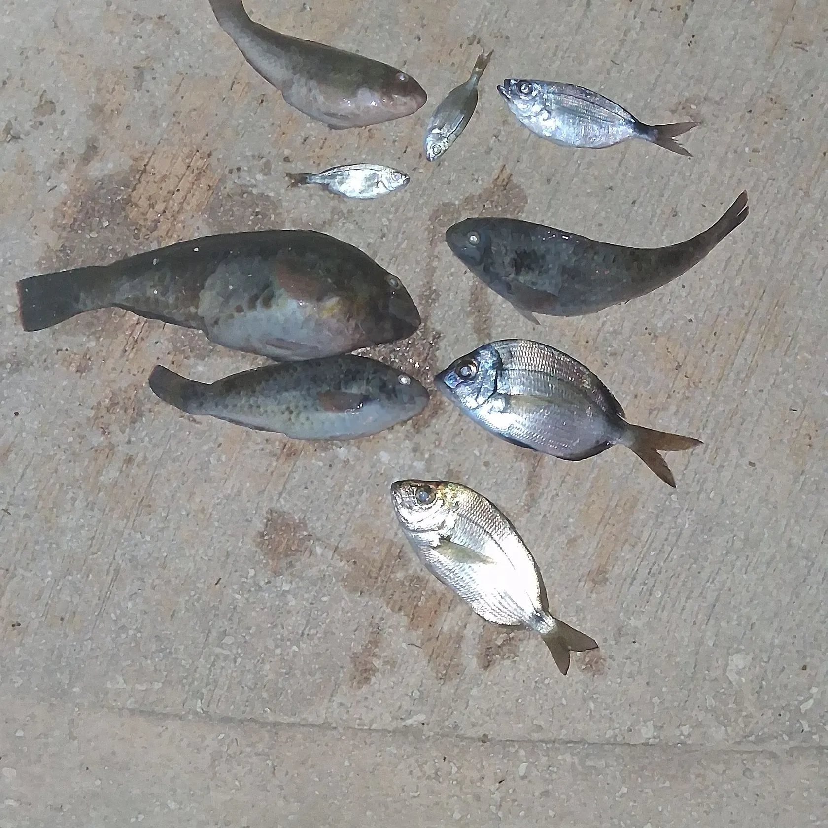 recently logged catches