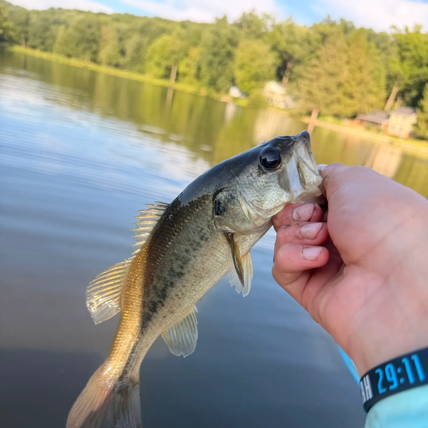 Largemouth bass caught on Fishbrain
