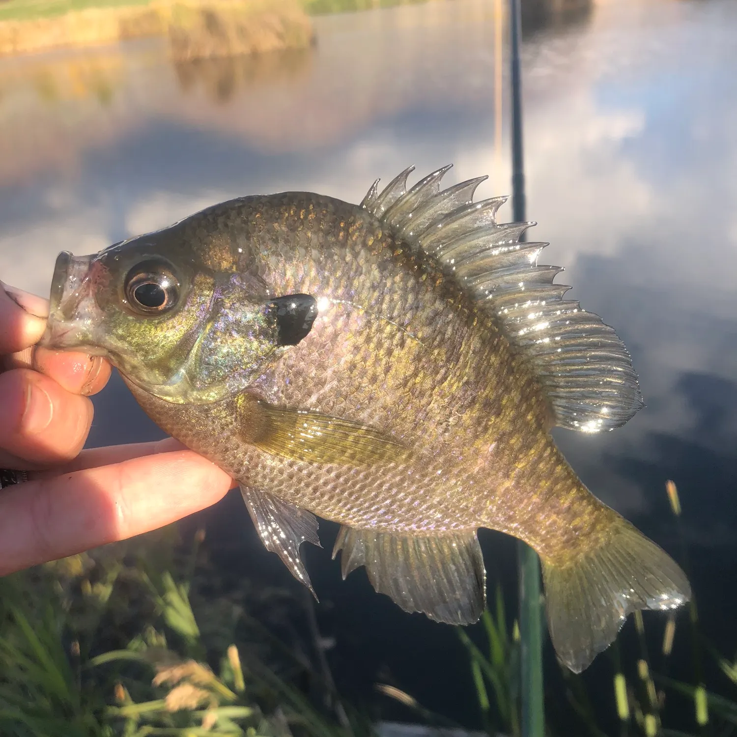 Bluegill caught on Fishbrain