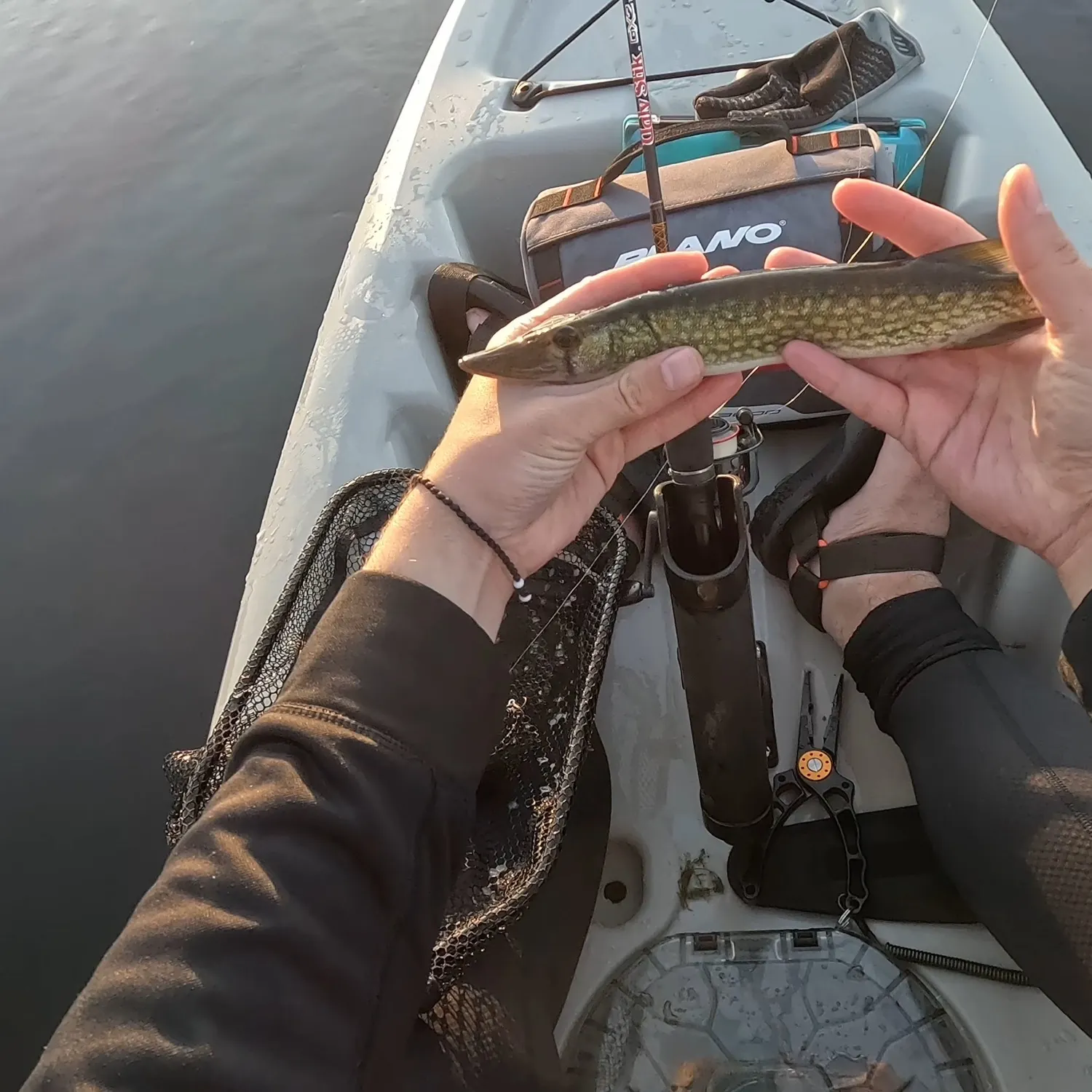 Chain pickerel caught on Fishbrain
