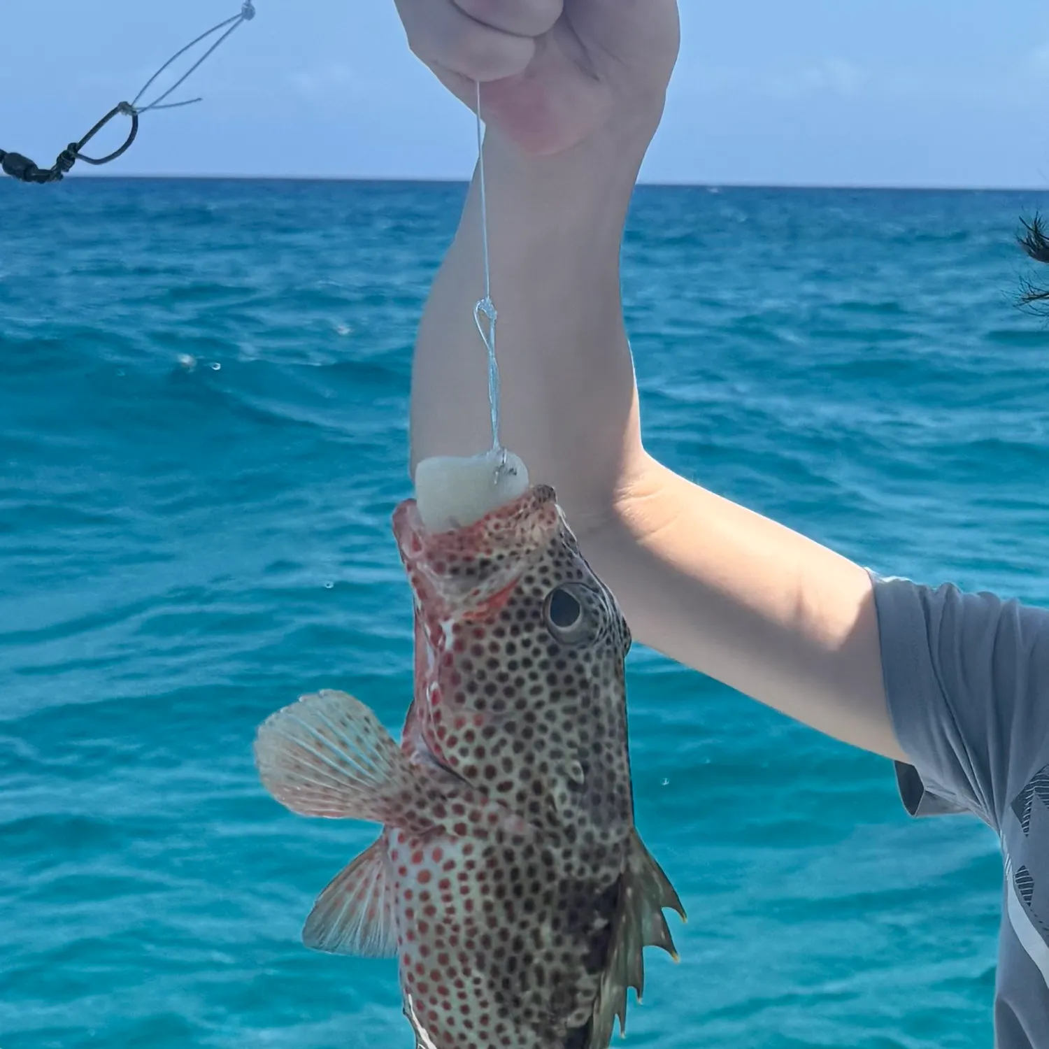 The most recent Red hind grouper catches on Fishbrain