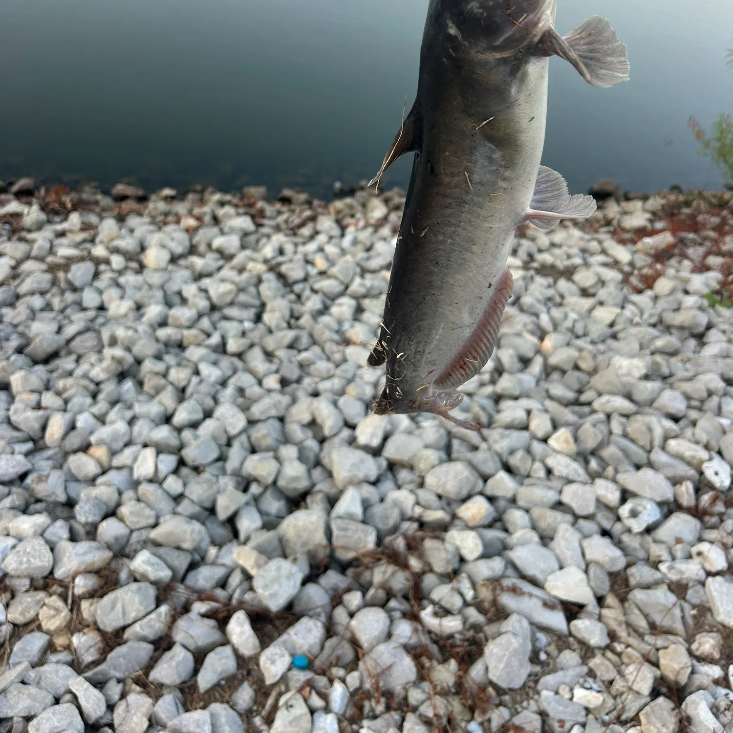 Channel catfish caught on Fishbrain