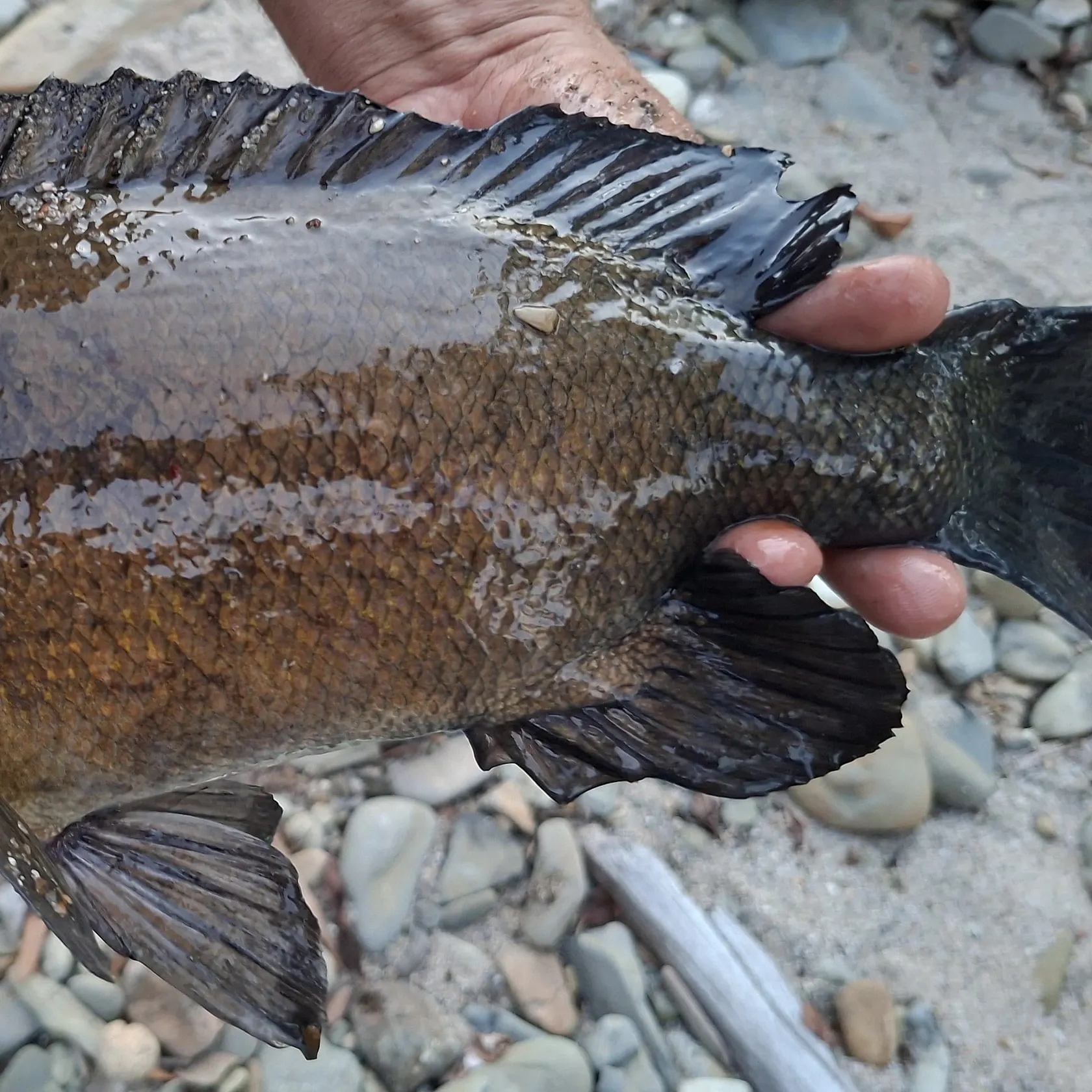 The most recent Sooty grunter catches on Fishbrain
