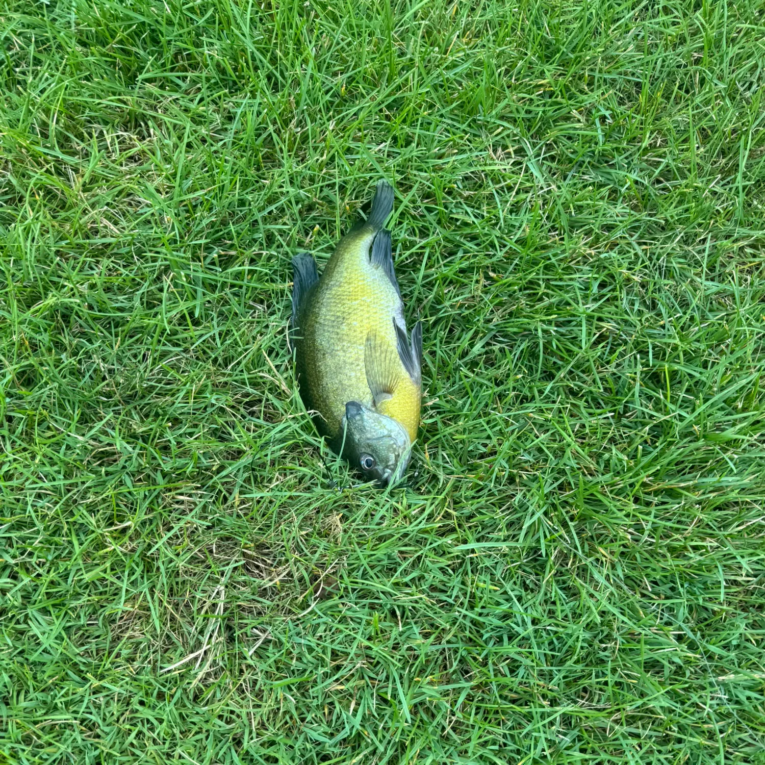The most recent Bluegill catches on Fishbrain