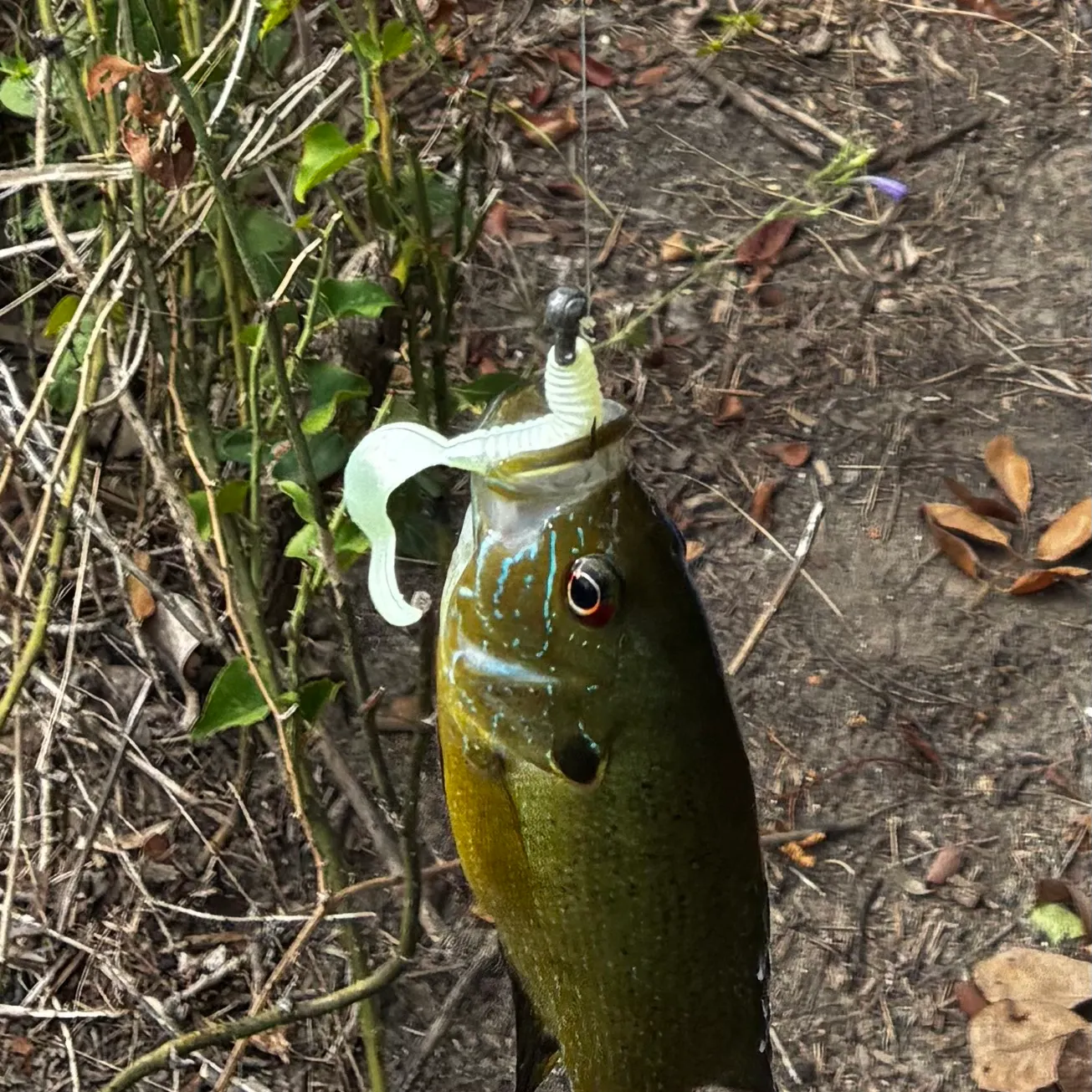 Bluegill caught on Fishbrain