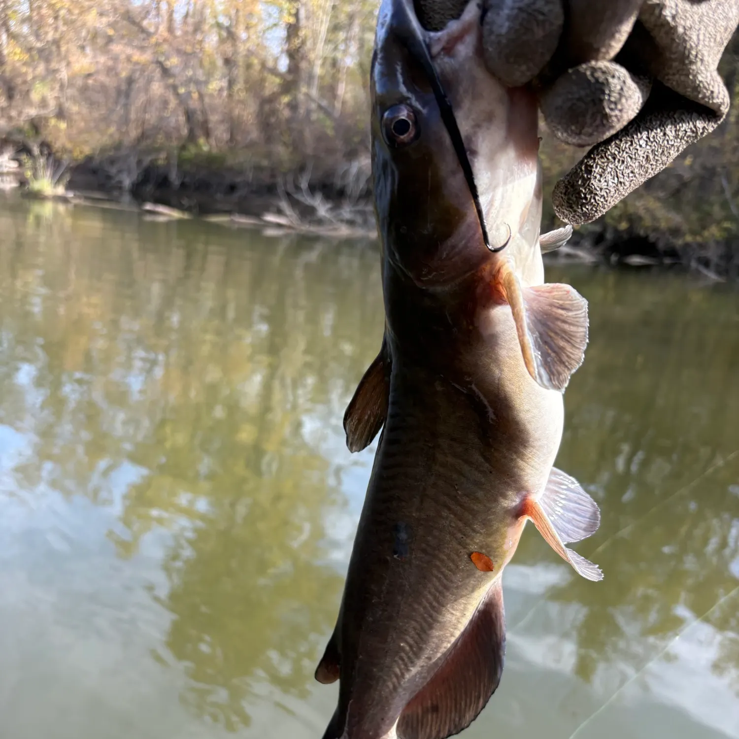 Channel catfish caught on Fishbrain