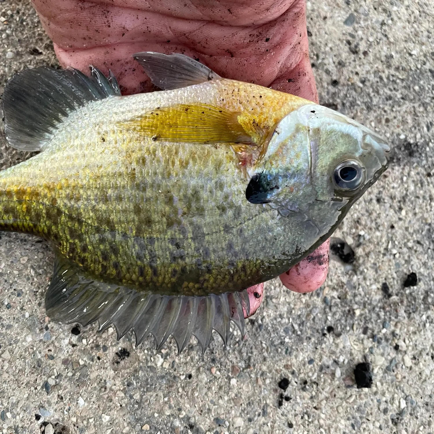 Bluegill caught on Fishbrain