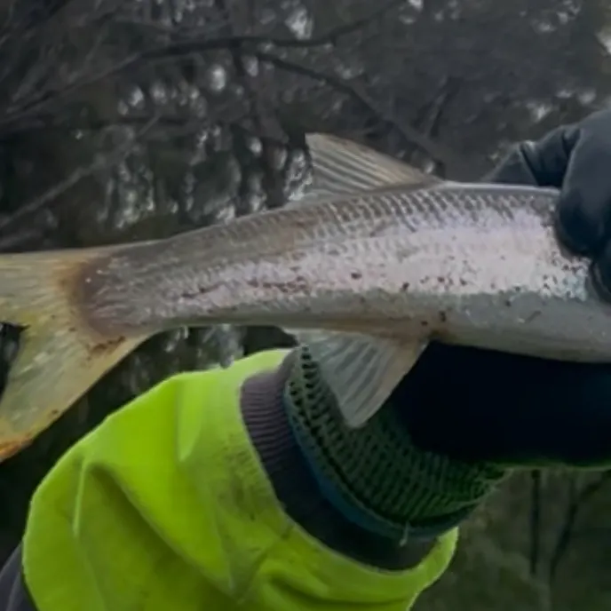 The most recent Yellowtail barracuda catches on Fishbrain