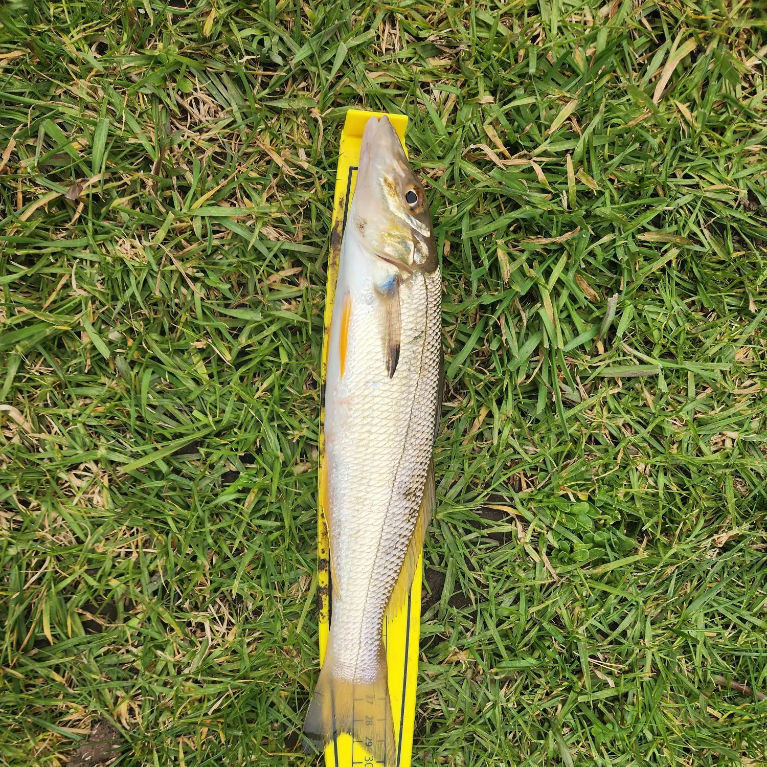 Sand sillago caught on Fishbrain