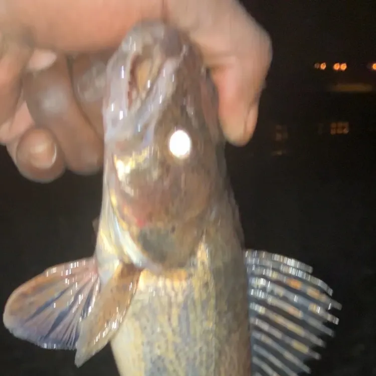 The most recent Sauger catches on Fishbrain