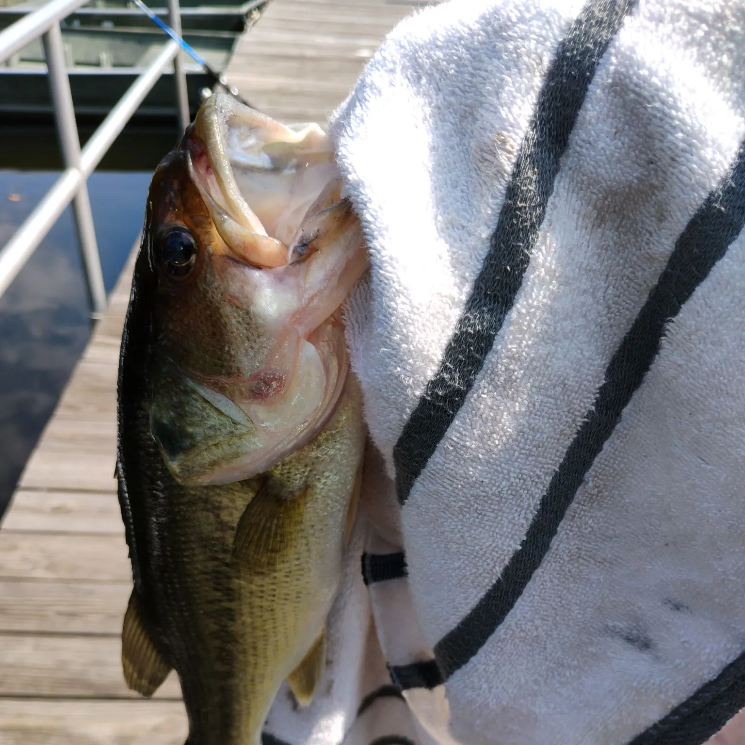 Spotted bass caught on Fishbrain