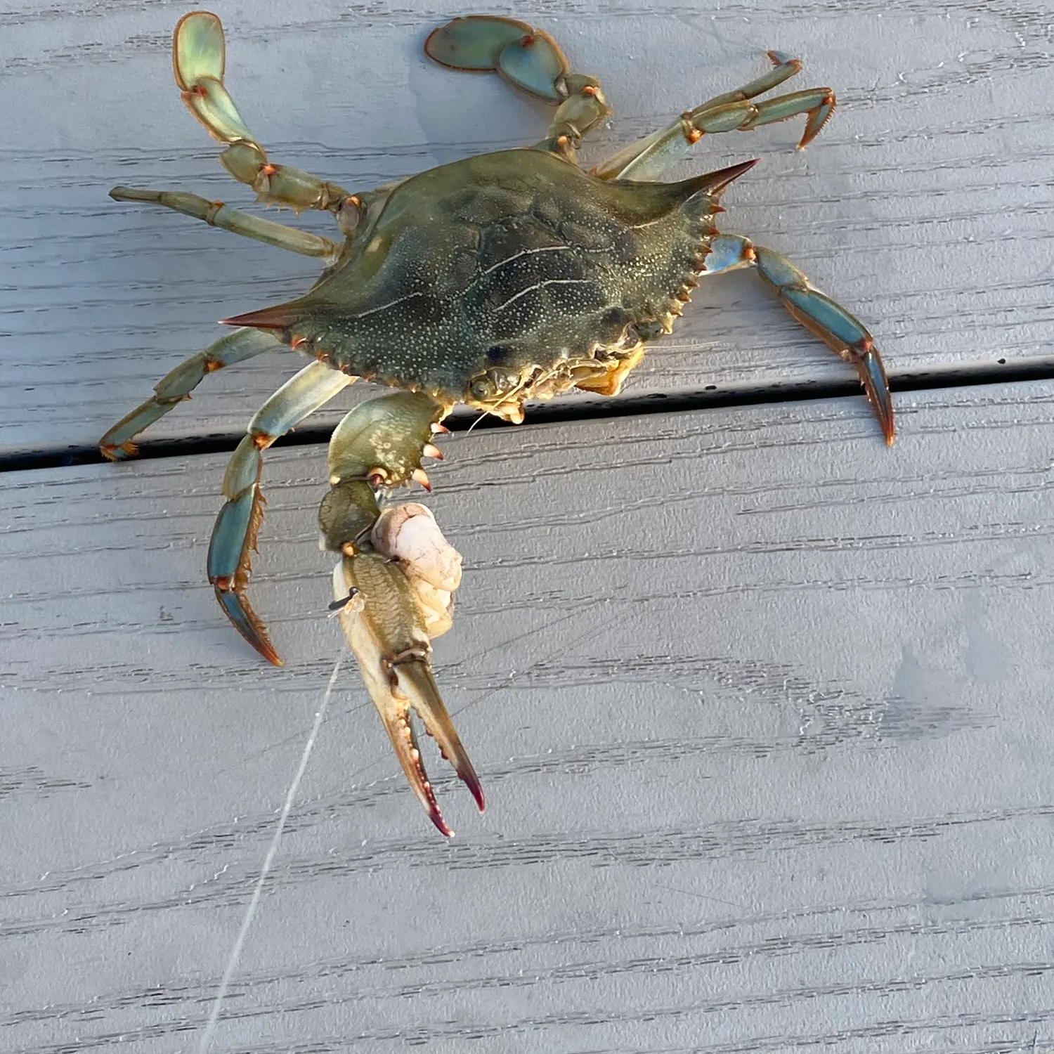 The most recent Blue swimmer crab catches on Fishbrain