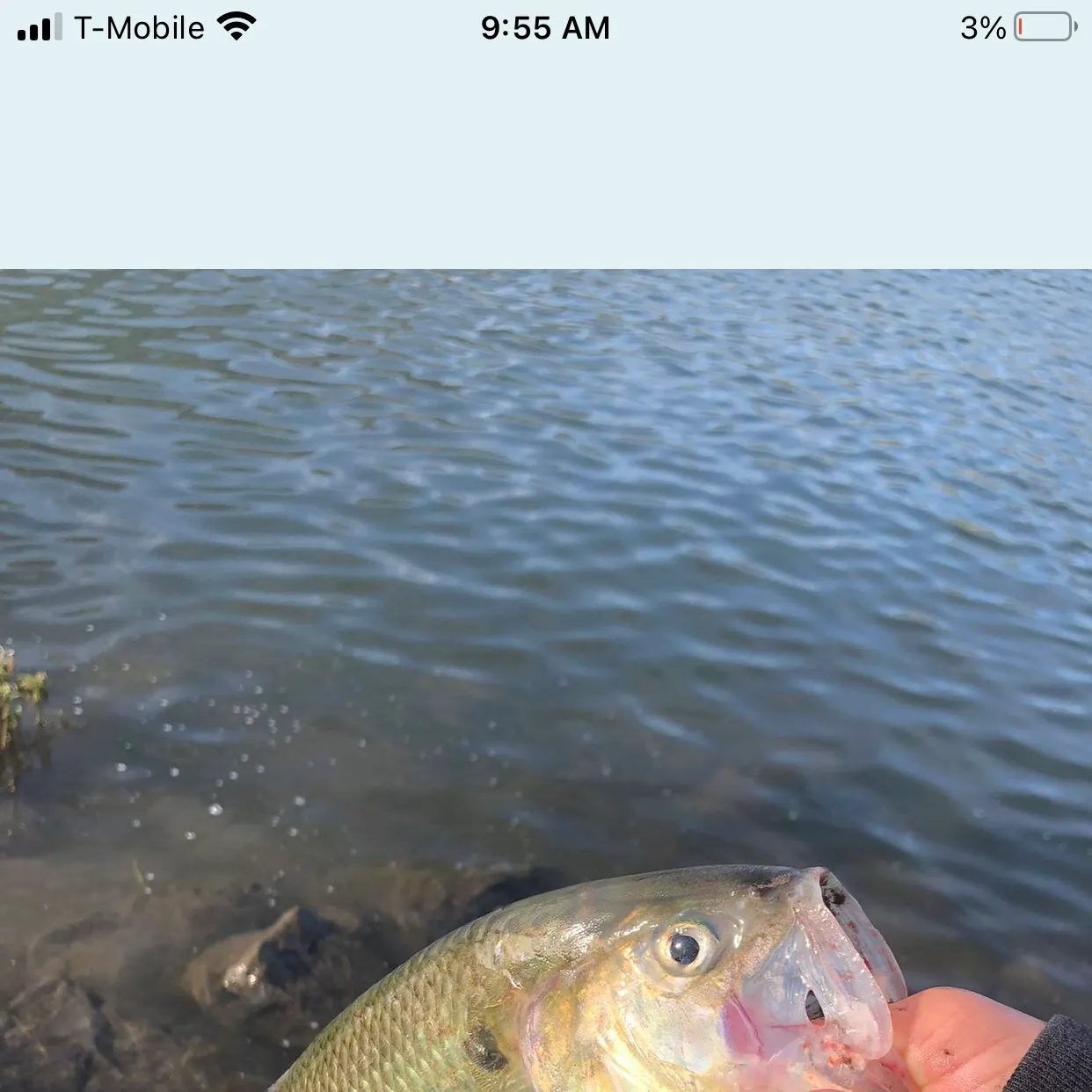 The most recent American shad catches on Fishbrain