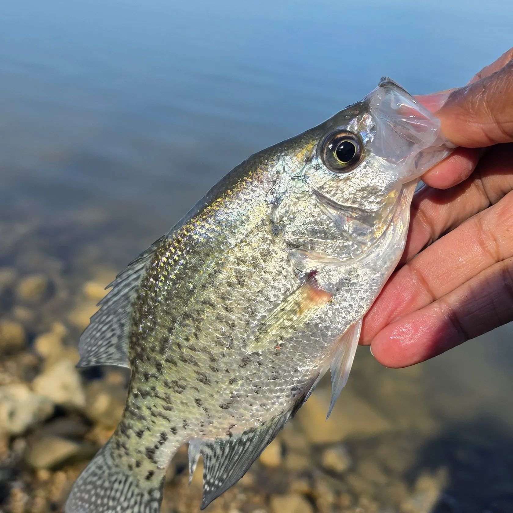 Black crappie caught on Fishbrain