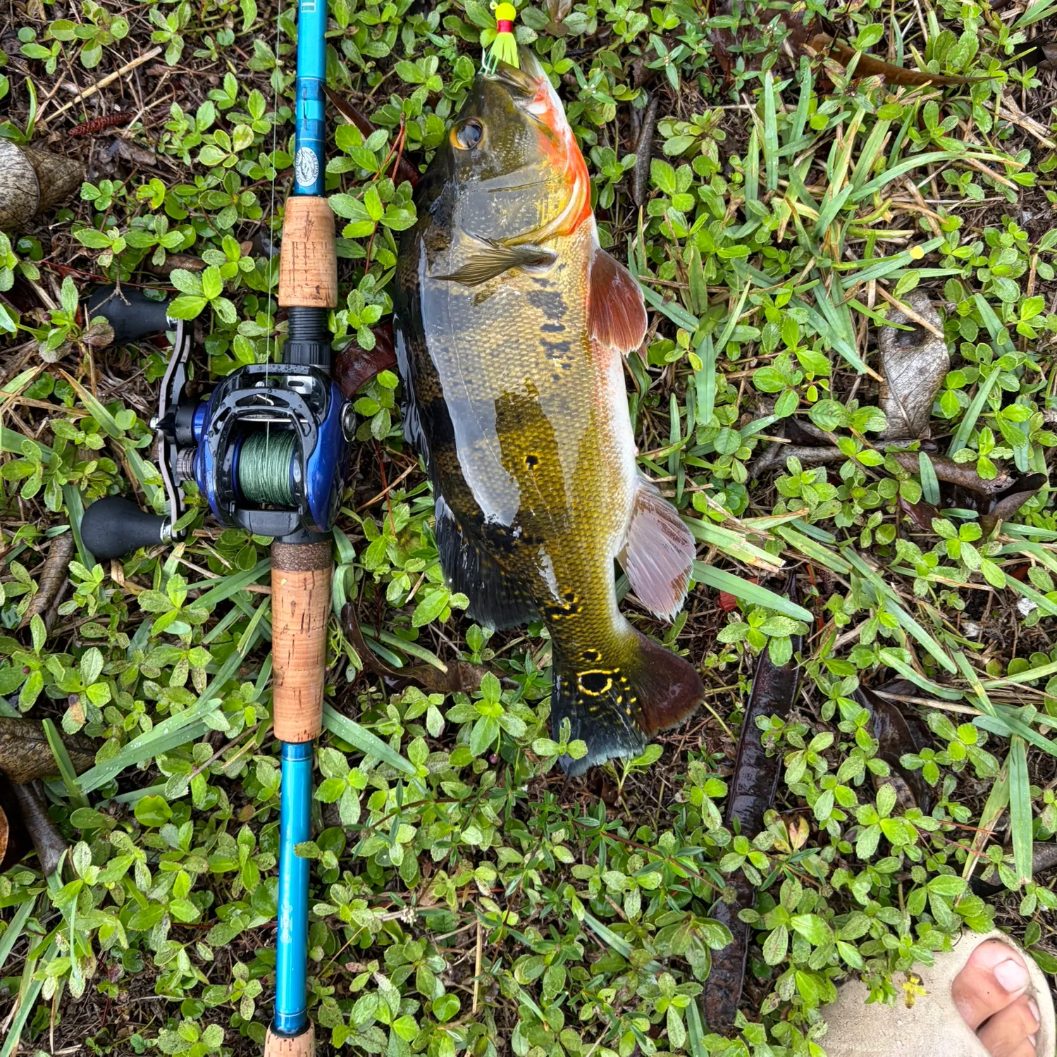 The most recent Butterfly peacock bass catches on Fishbrain