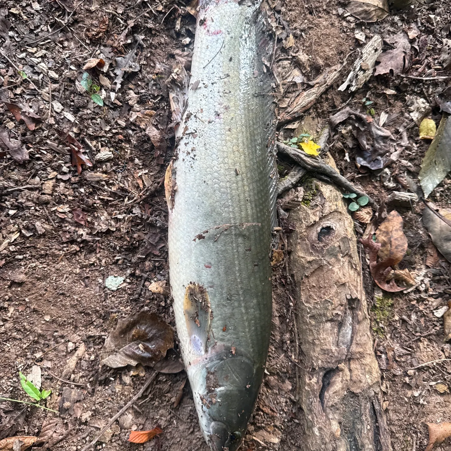 Ruddy bowfin caught on Fishbrain