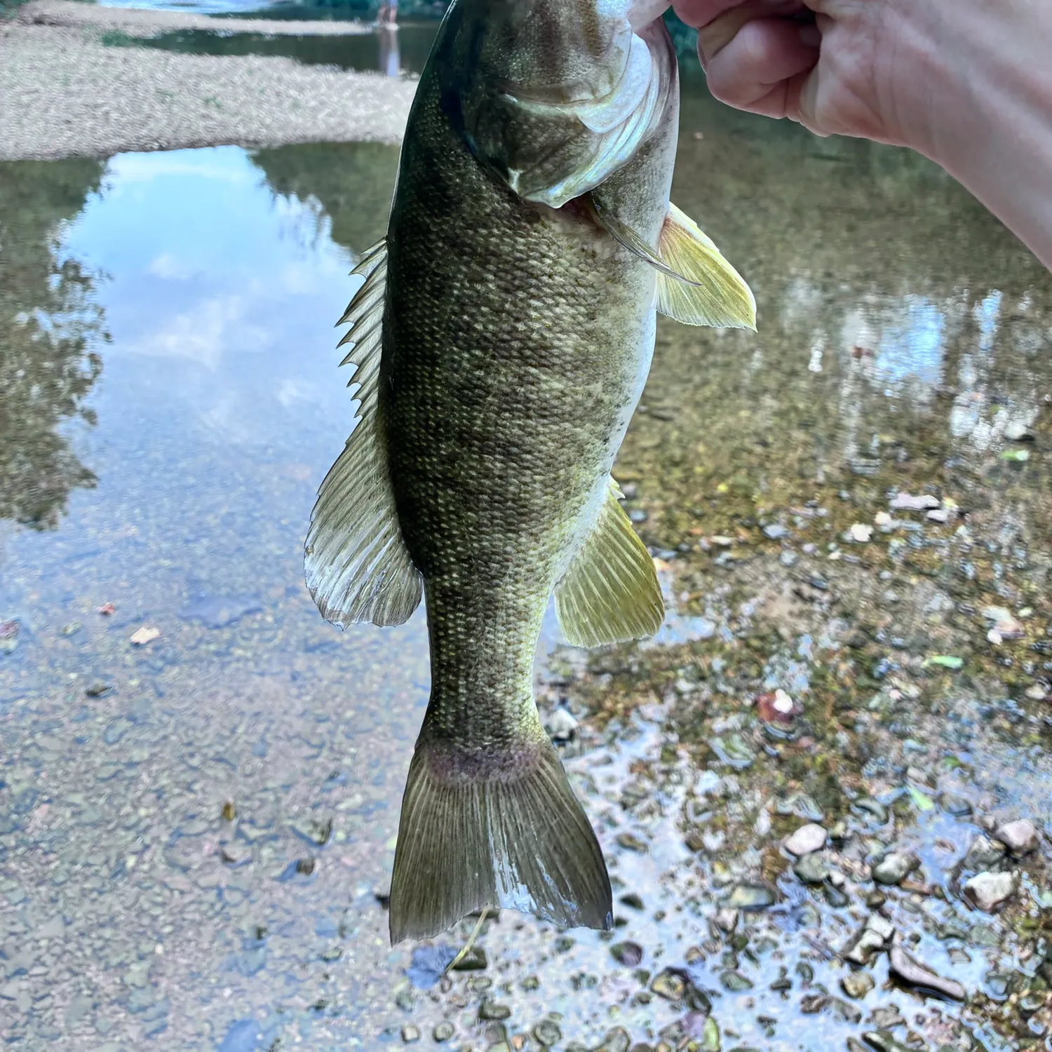 Smallmouth bass caught on Fishbrain