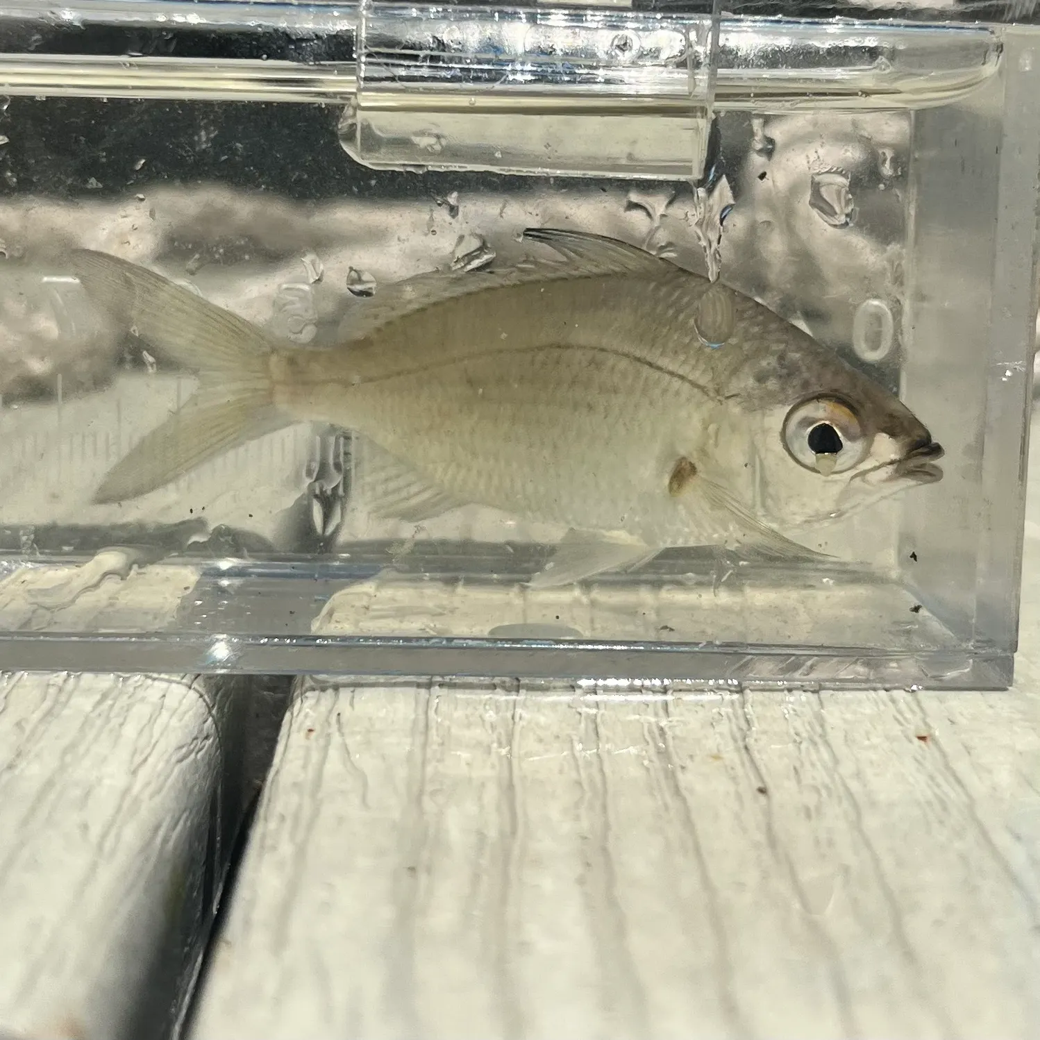 The most recent Tidewater mojarra catches on Fishbrain
