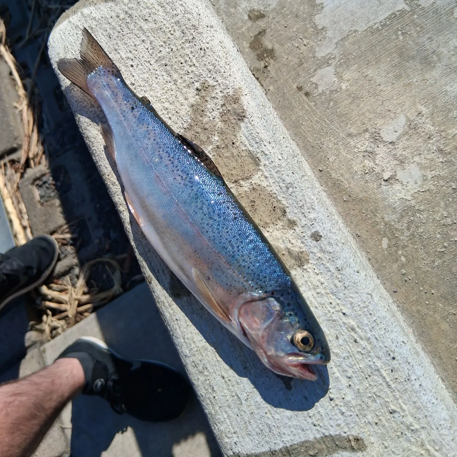Rainbow trout caught on Fishbrain