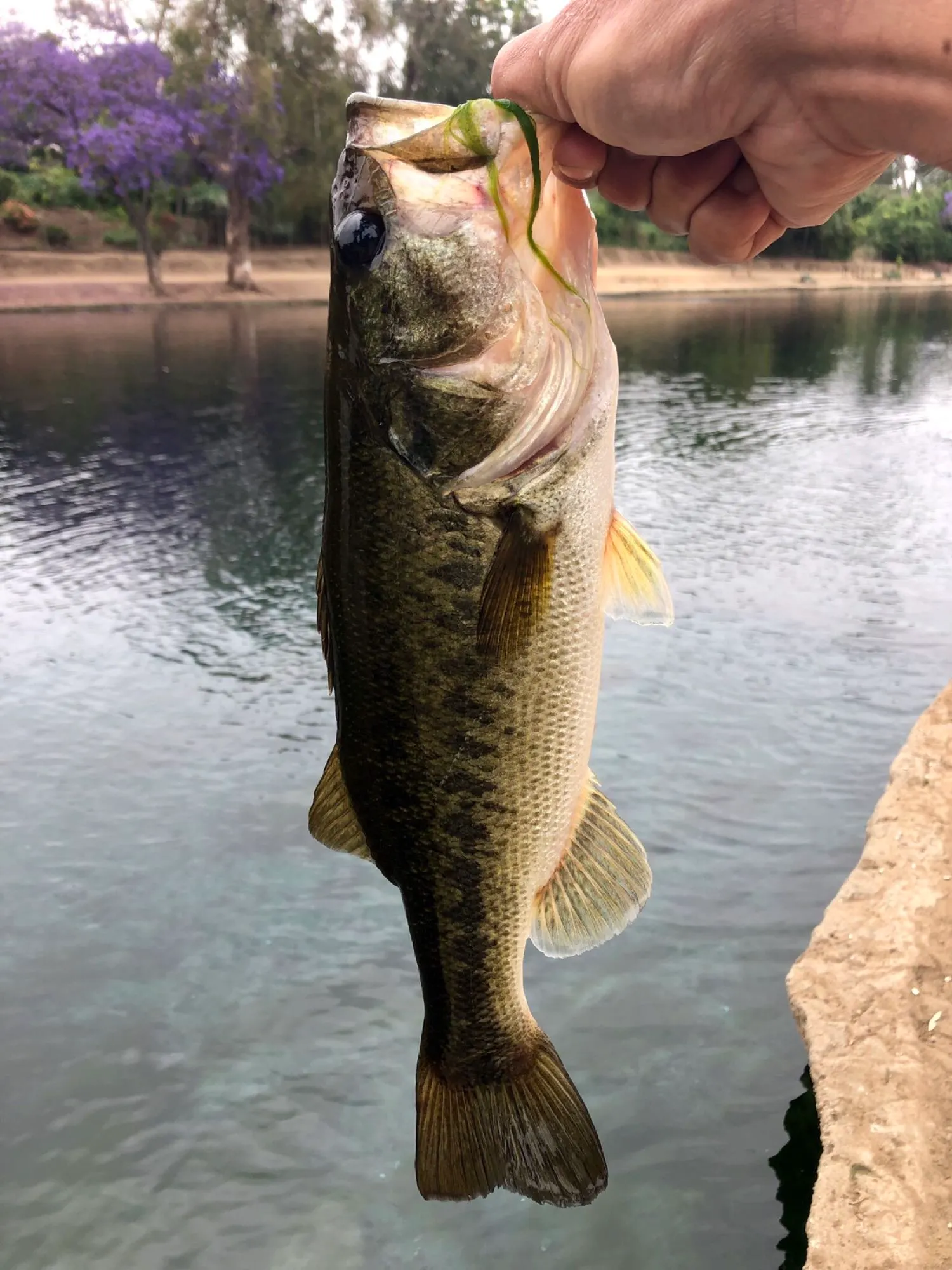 Post image from ocfabfive