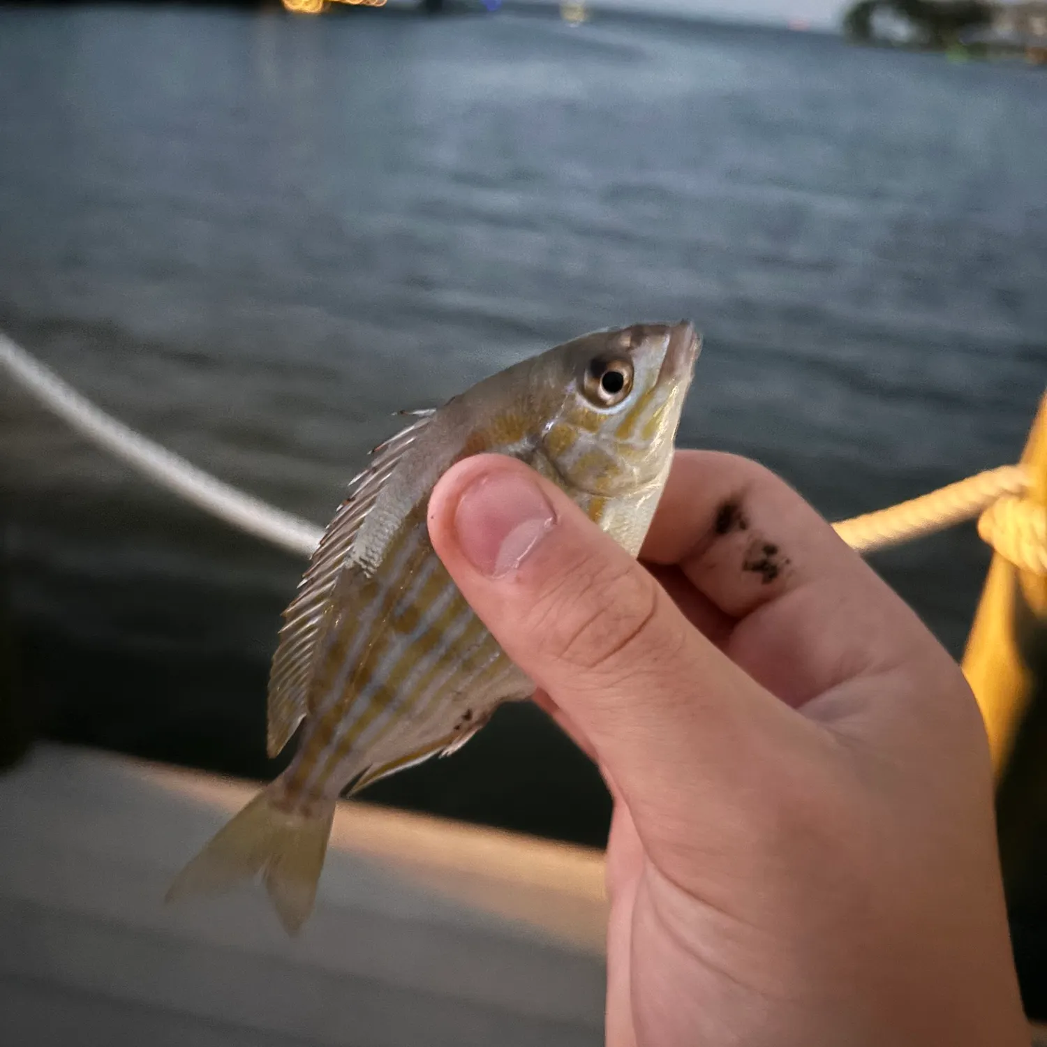 The most recent Pinfish catches on Fishbrain