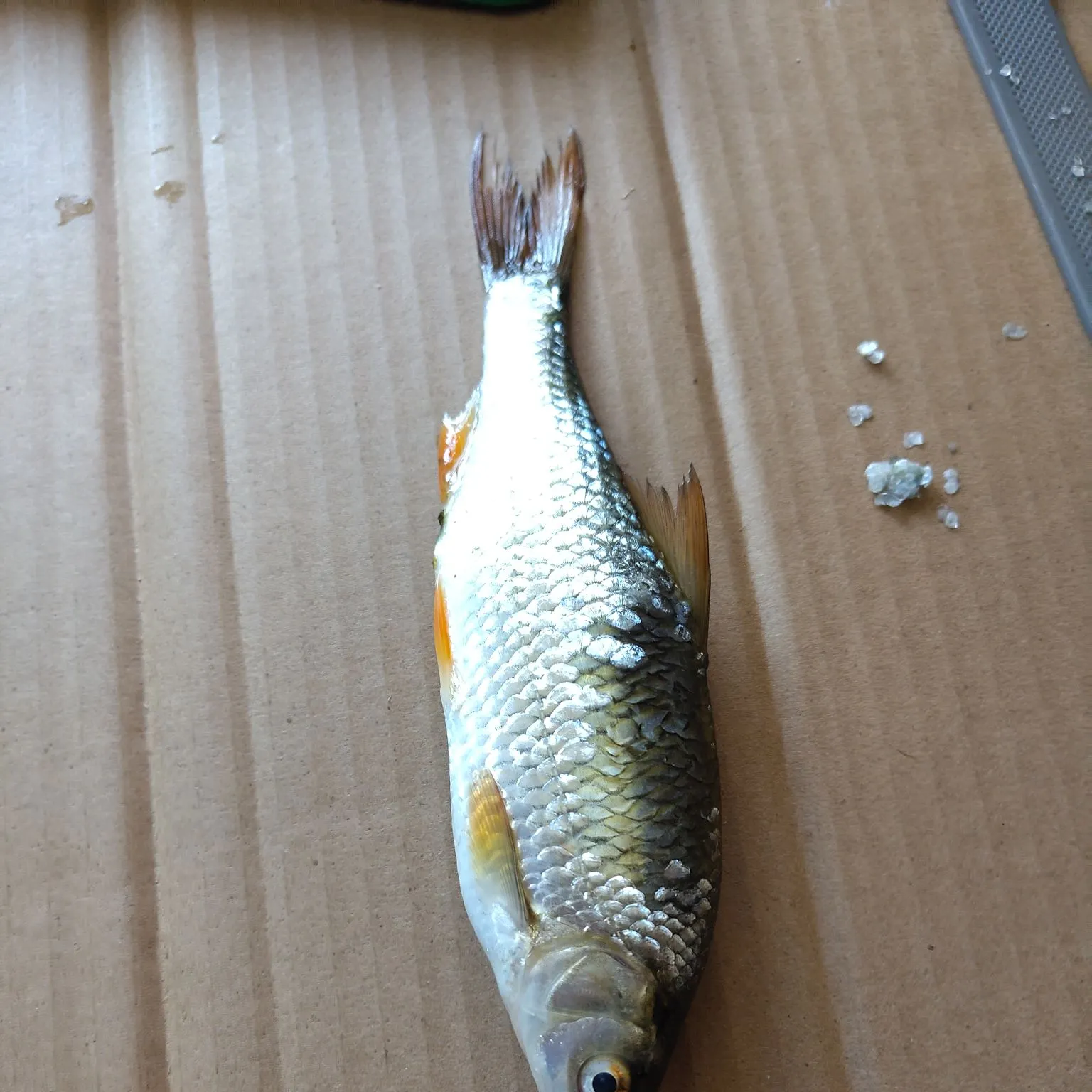 European chub caught on Fishbrain