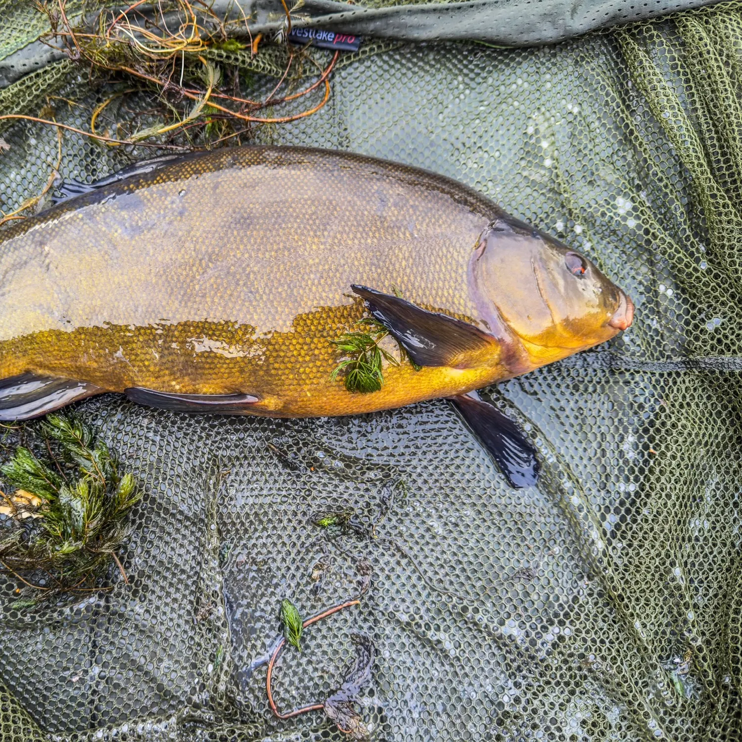 Tench caught on Fishbrain
