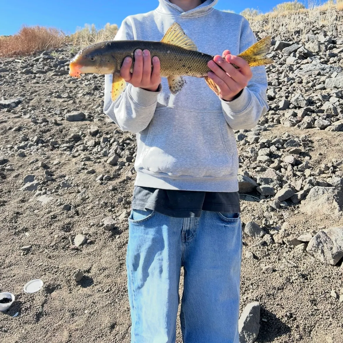 The most recent Utah sucker catches on Fishbrain