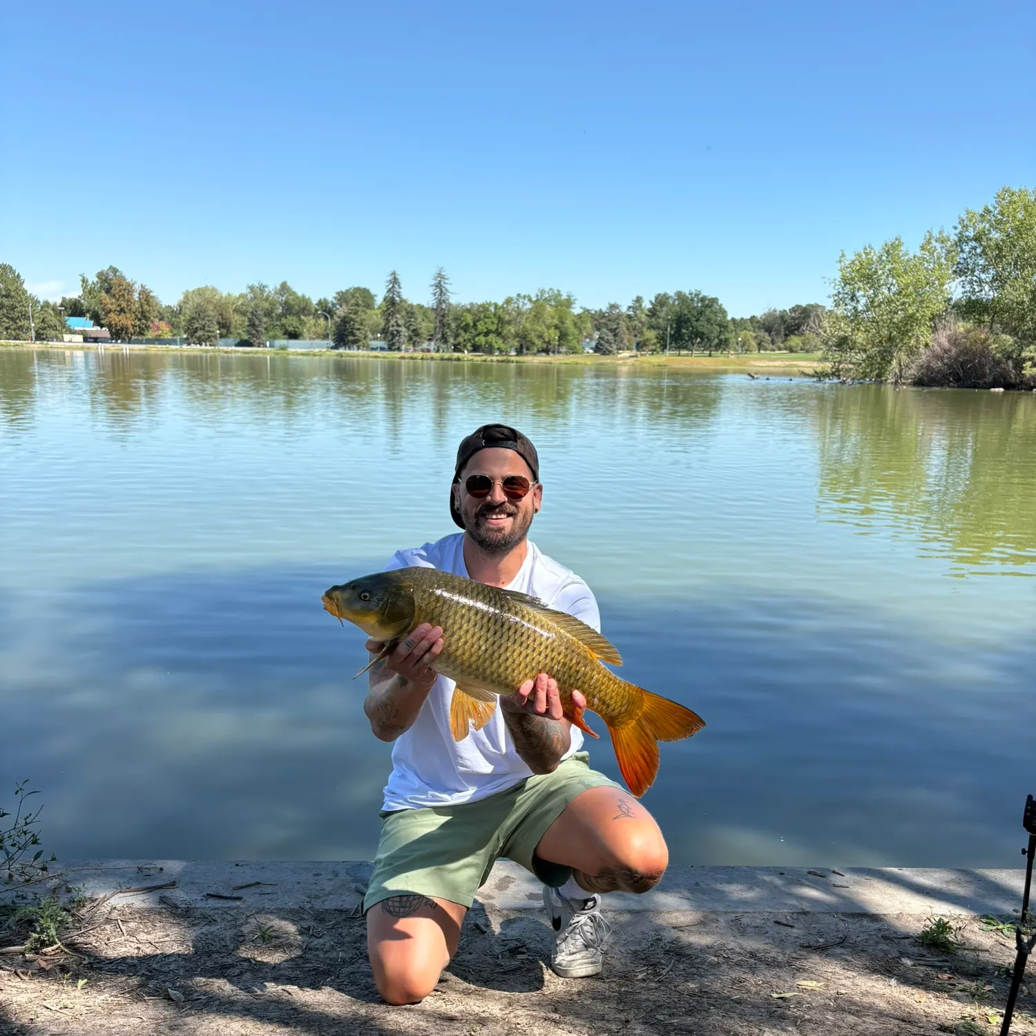 Common carp caught on Fishbrain
