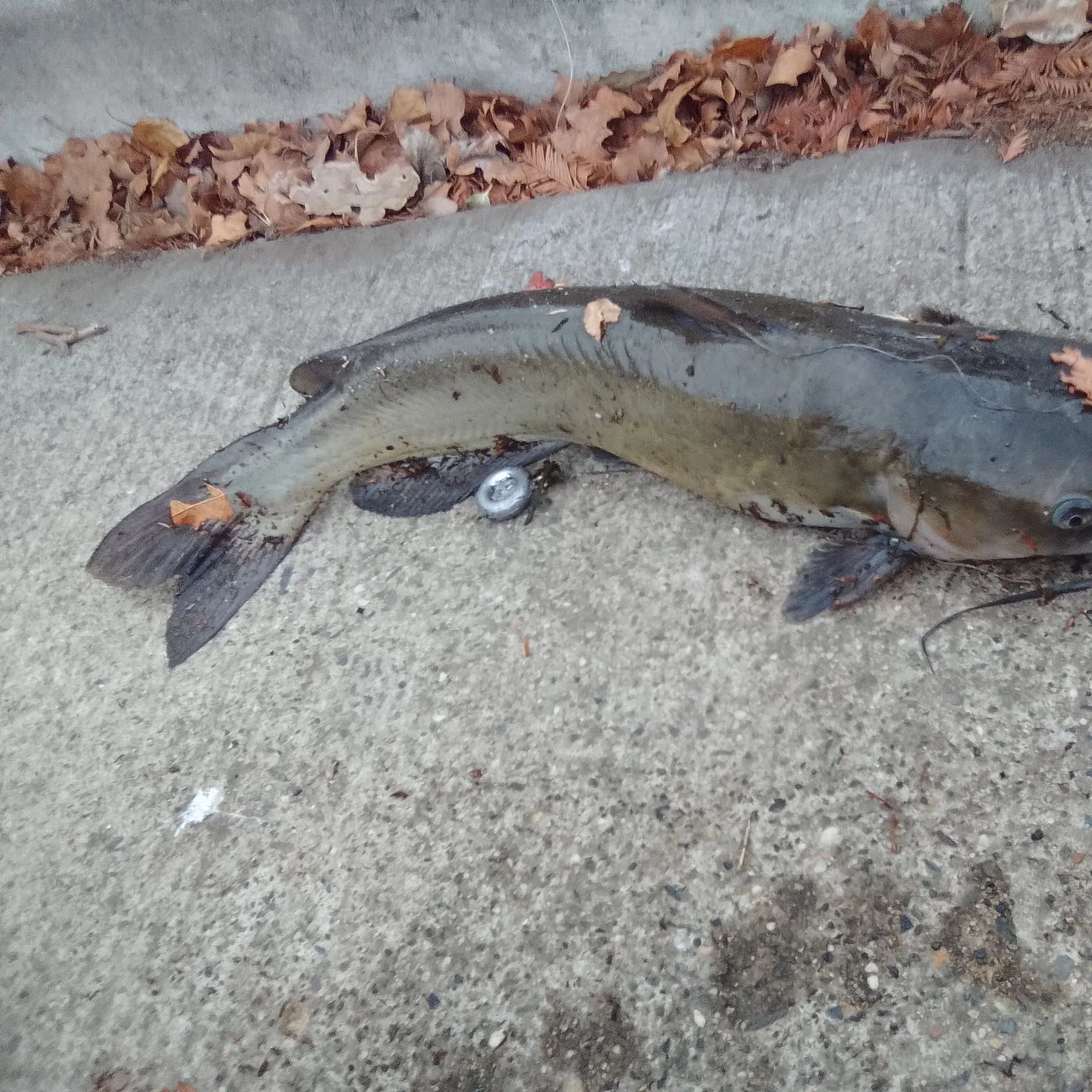 Channel catfish caught on Fishbrain