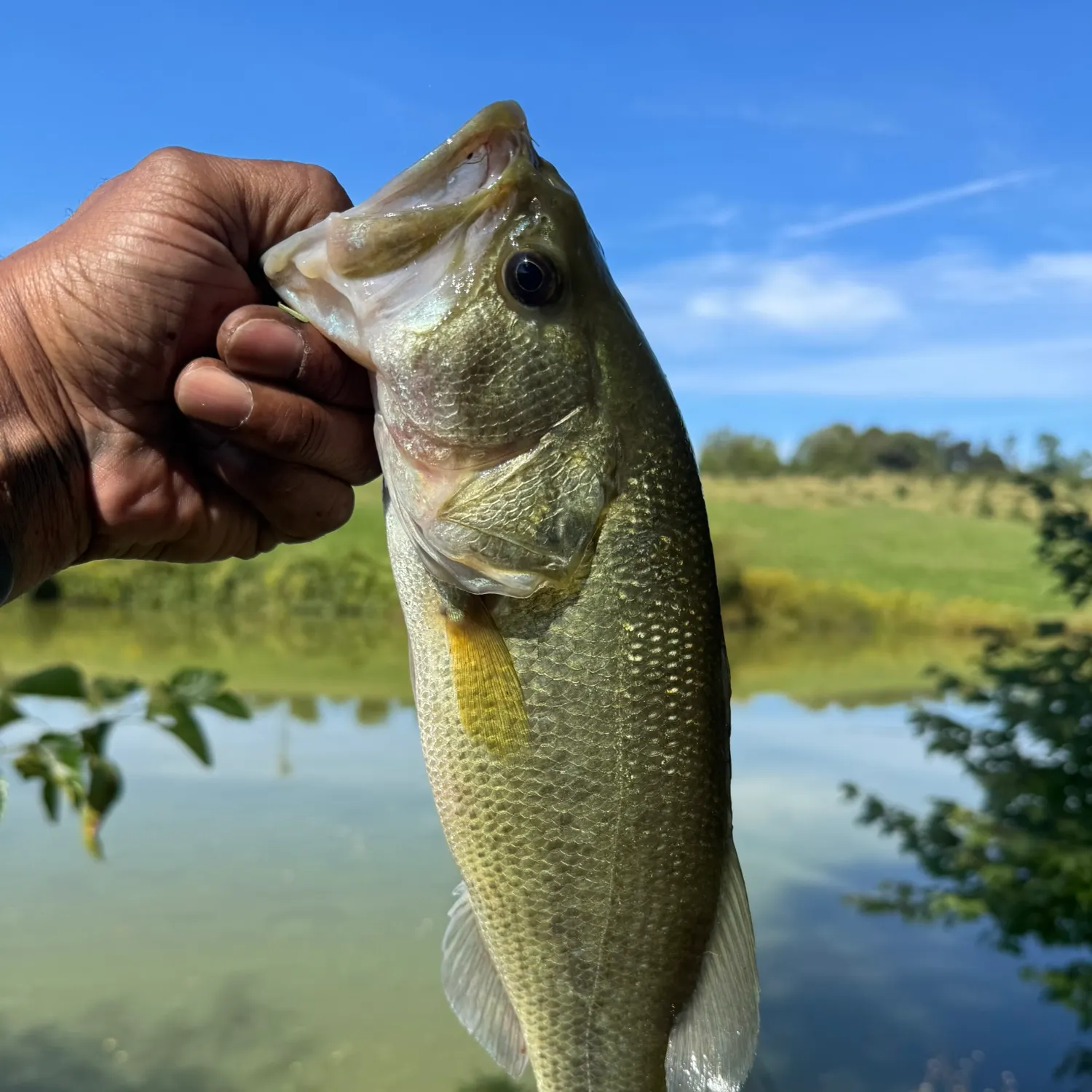 Largemouth bass caught on Fishbrain