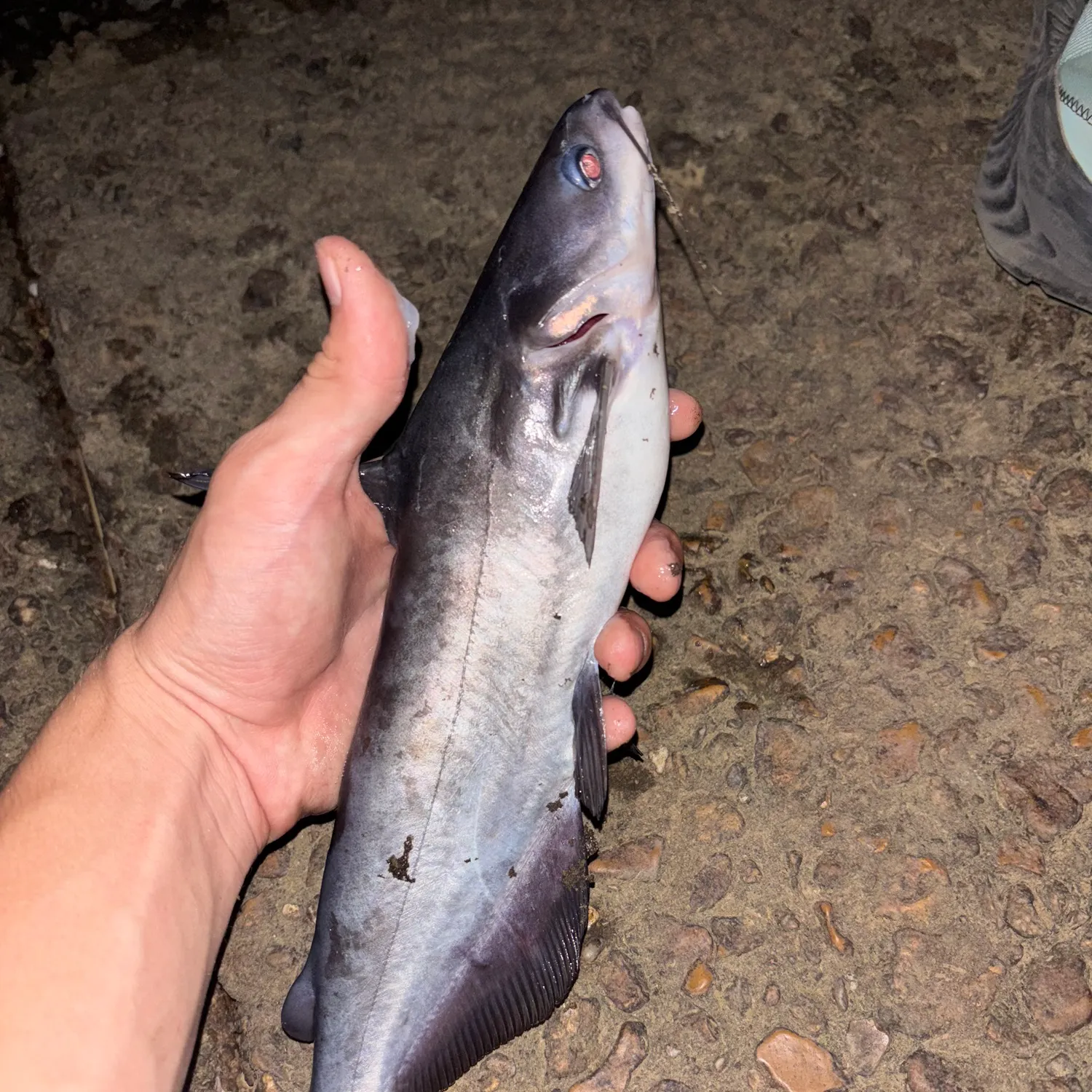 Blue catfish caught on Fishbrain